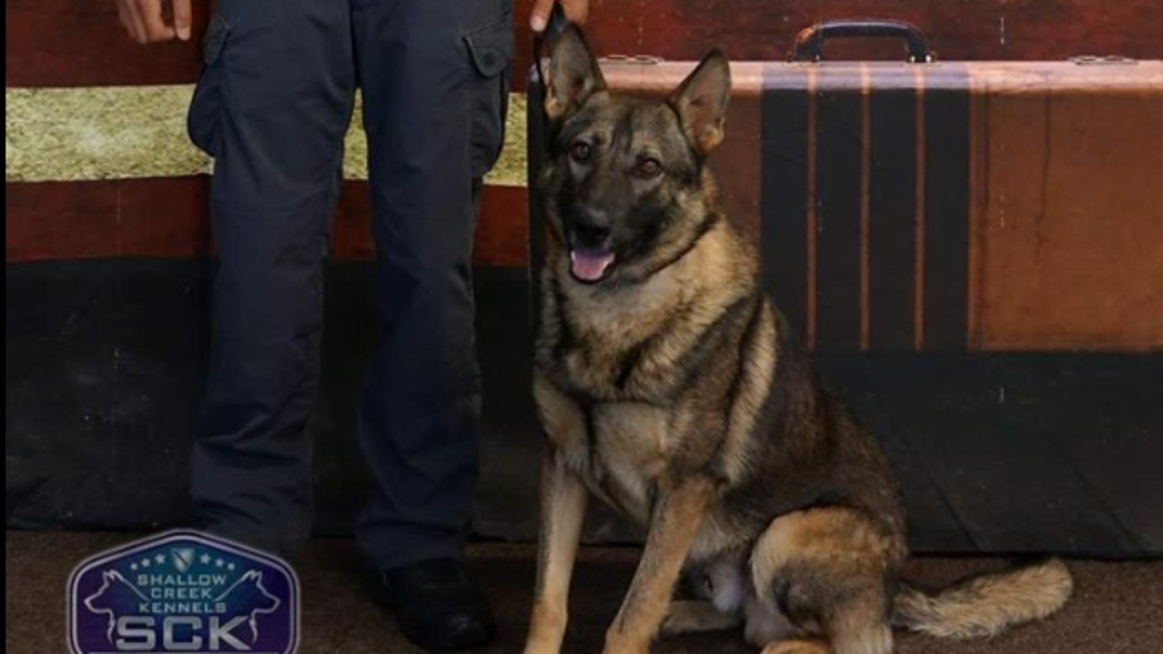 K9 Clodo is starting his job with the Duluth Police Department this week.