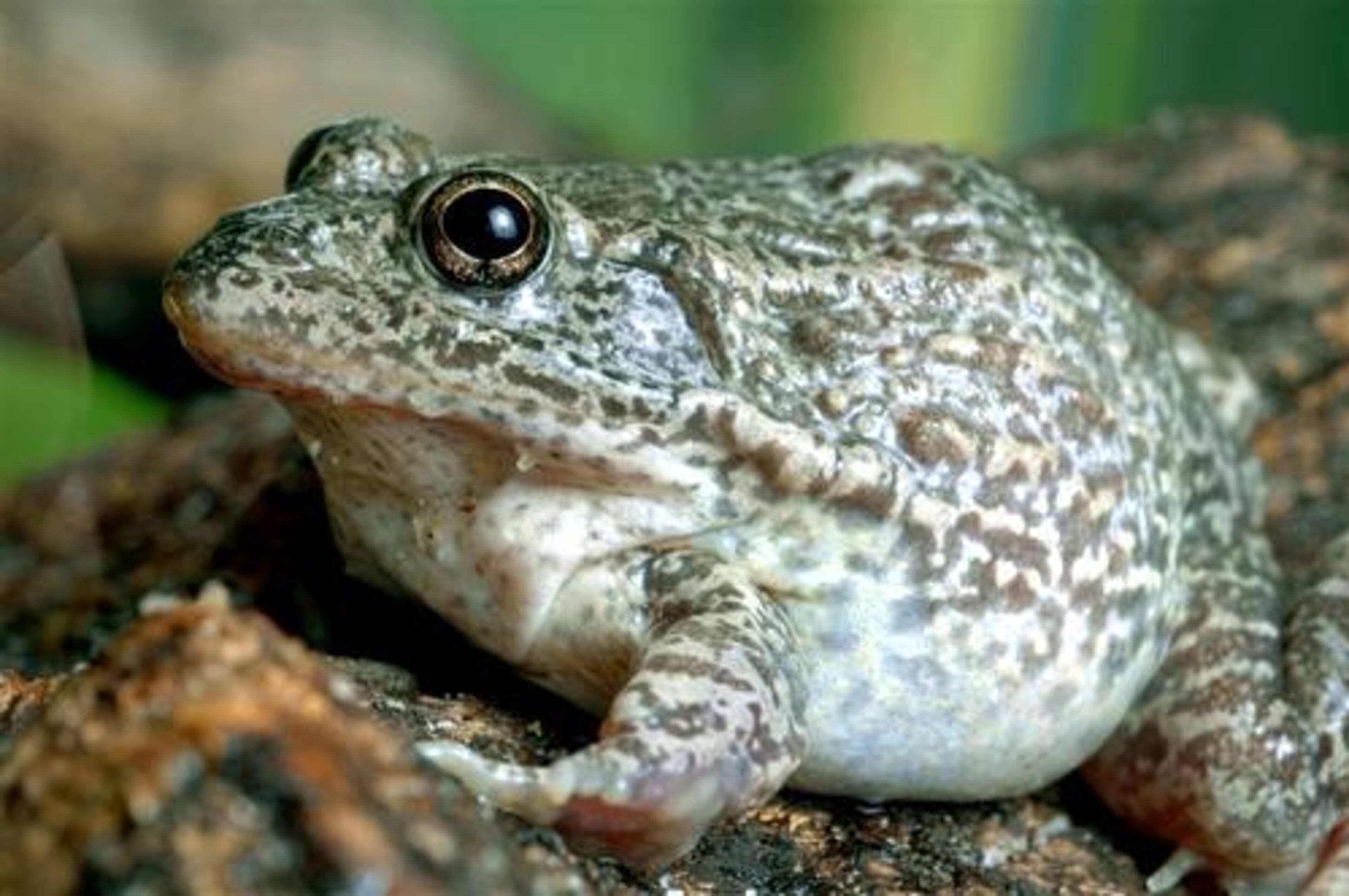 The Gopher Frog is a species of frog in the Ranidae family. It is endemic to the Southeastern United States. It primarily inhabits the threatened sandhill communities, pine flatwoods, and scrub in the Atlantic coastal plain, where it is usually found near ponds.
