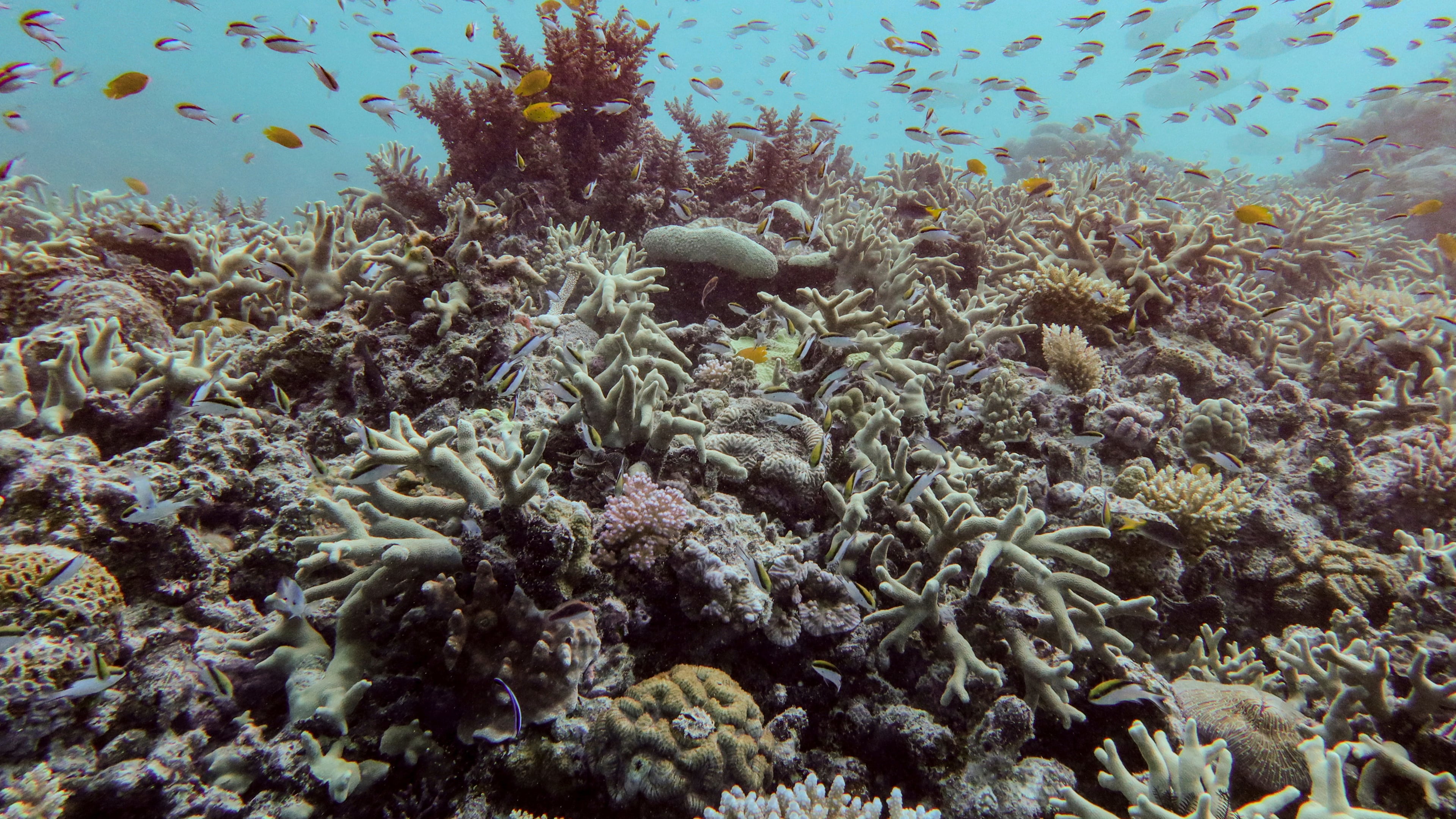 FILE - A diverse coral assemblage is seen after a 2024 bleaching event at Pompey Reef in the northern Great Barrier Reef, far North Queensland, Australia, on Jan. 1, 2025. (Australian Institute of Marine Science via AP, File)