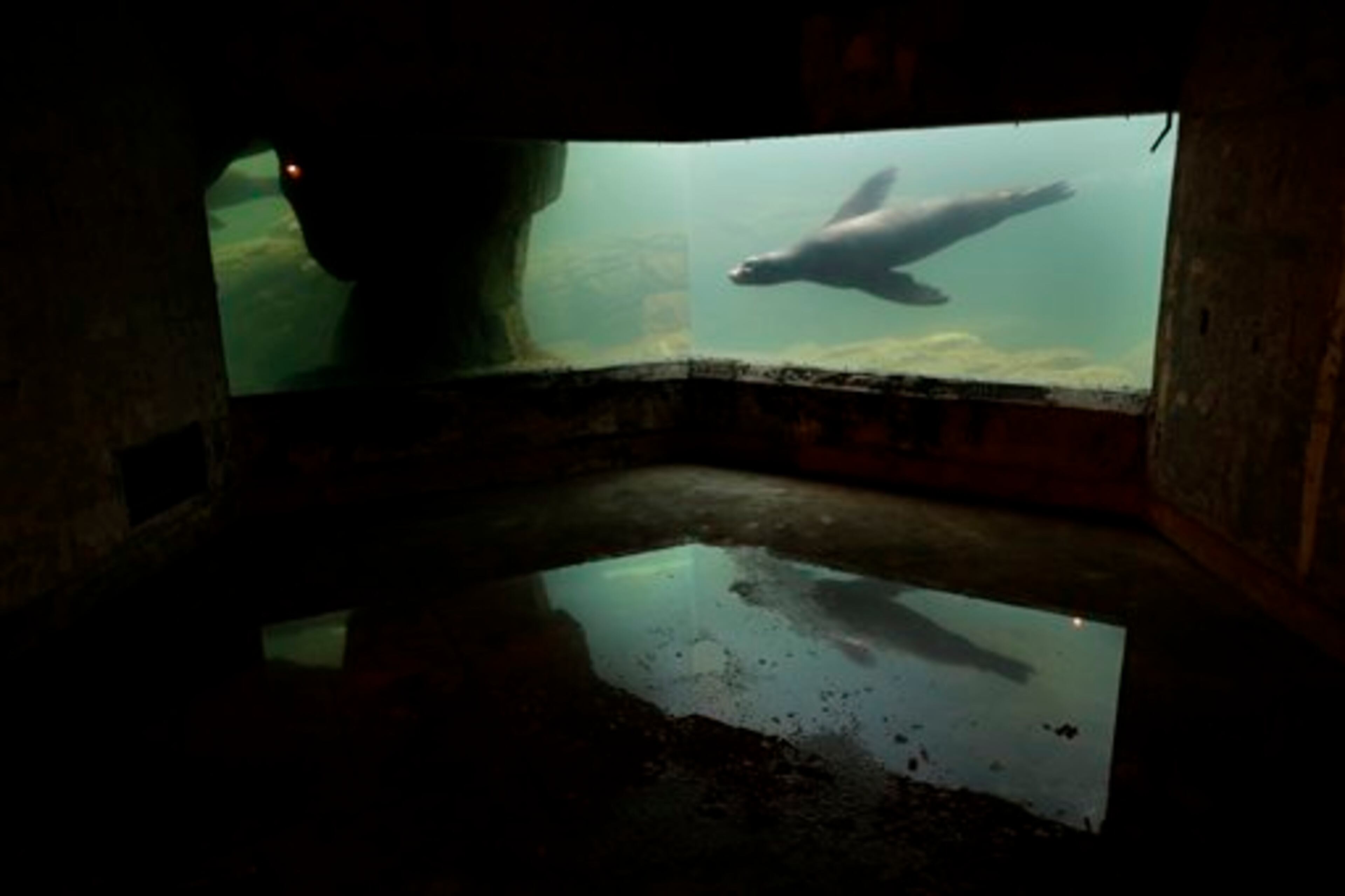 A sea lion is reflected in a puddle of water on the floor of an exhibit that was flooded to the ceiling during Superstorm Sandy at the Wildlife Conservation Society's New York Aquarium in Coney Island, New York, Monday, March 25, 2013. (AP Photo/Seth Wenig)