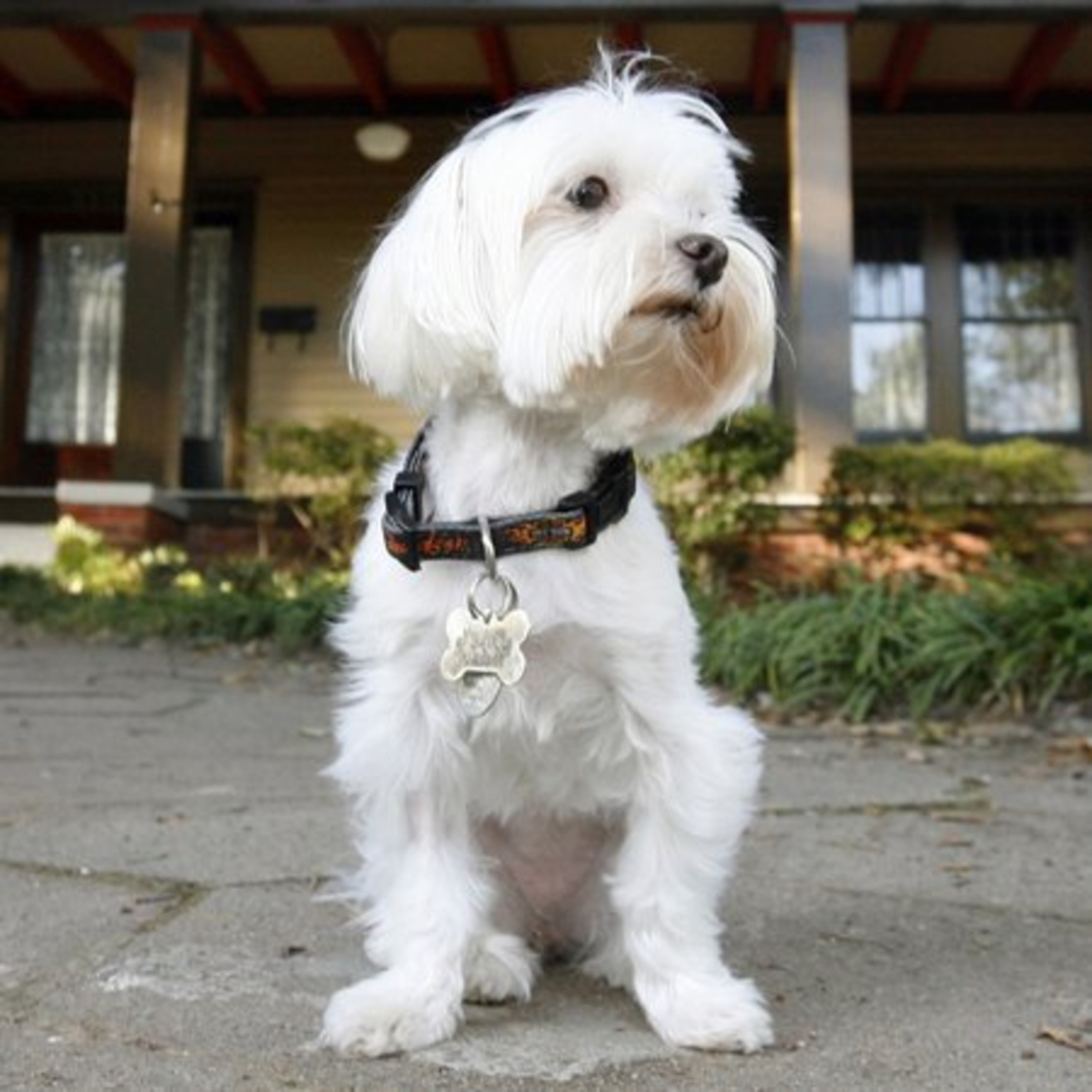 MALTESE: The American Kennel Club released a list of recommended breeds for allergy sufferers, but it was a short list. Malteses, with their single coat, made the list.