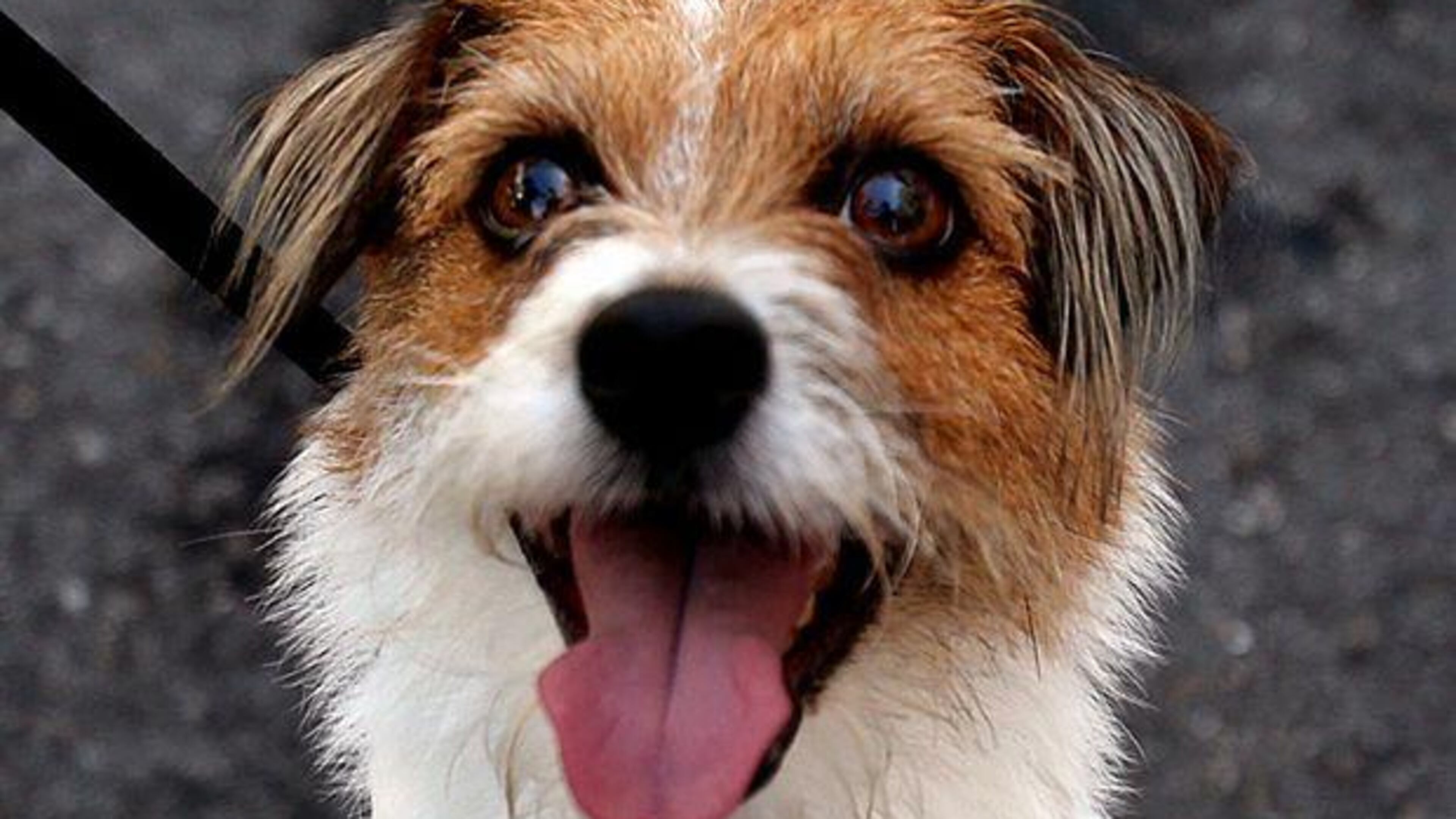 A couple’s request for a special-use permit allowing them to operate a pet boarding facility for about 40 dogs and eight cats has been approved by the Cherokee County Board of Commissioners. AJC FILE