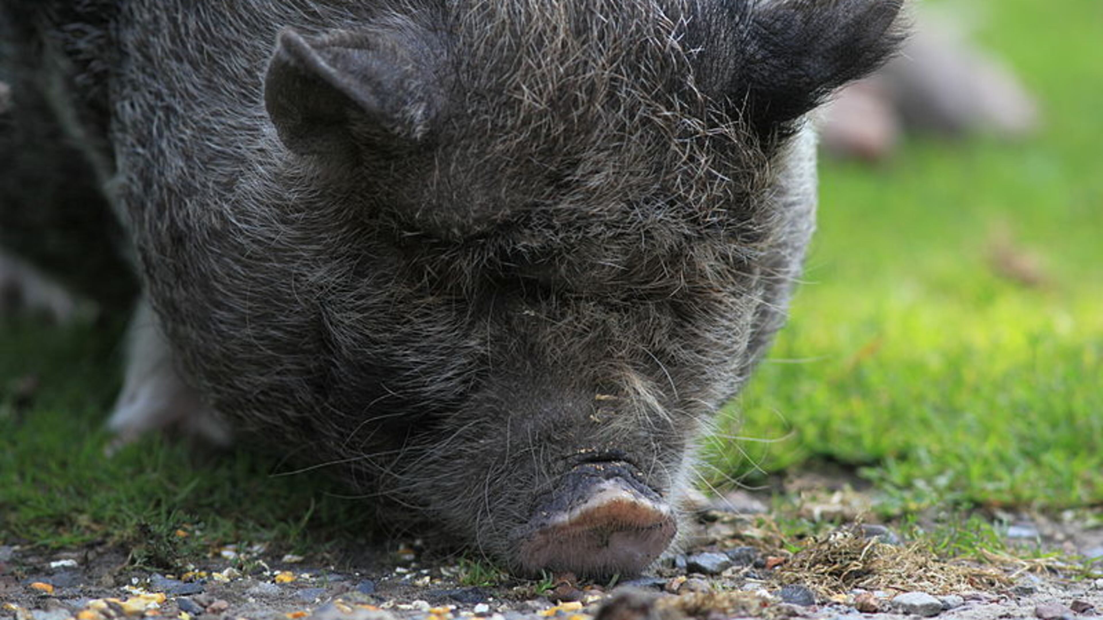 Pot-bellied pigs like this one are legal on the Gibson family land near Canton, now that the Cherokee County Board of Commissioners has approved a request to rezone the property for agricultural use. WIKIMEDIA COMMONS