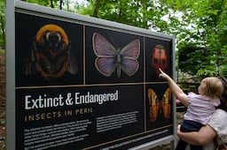 Fernbank insects
