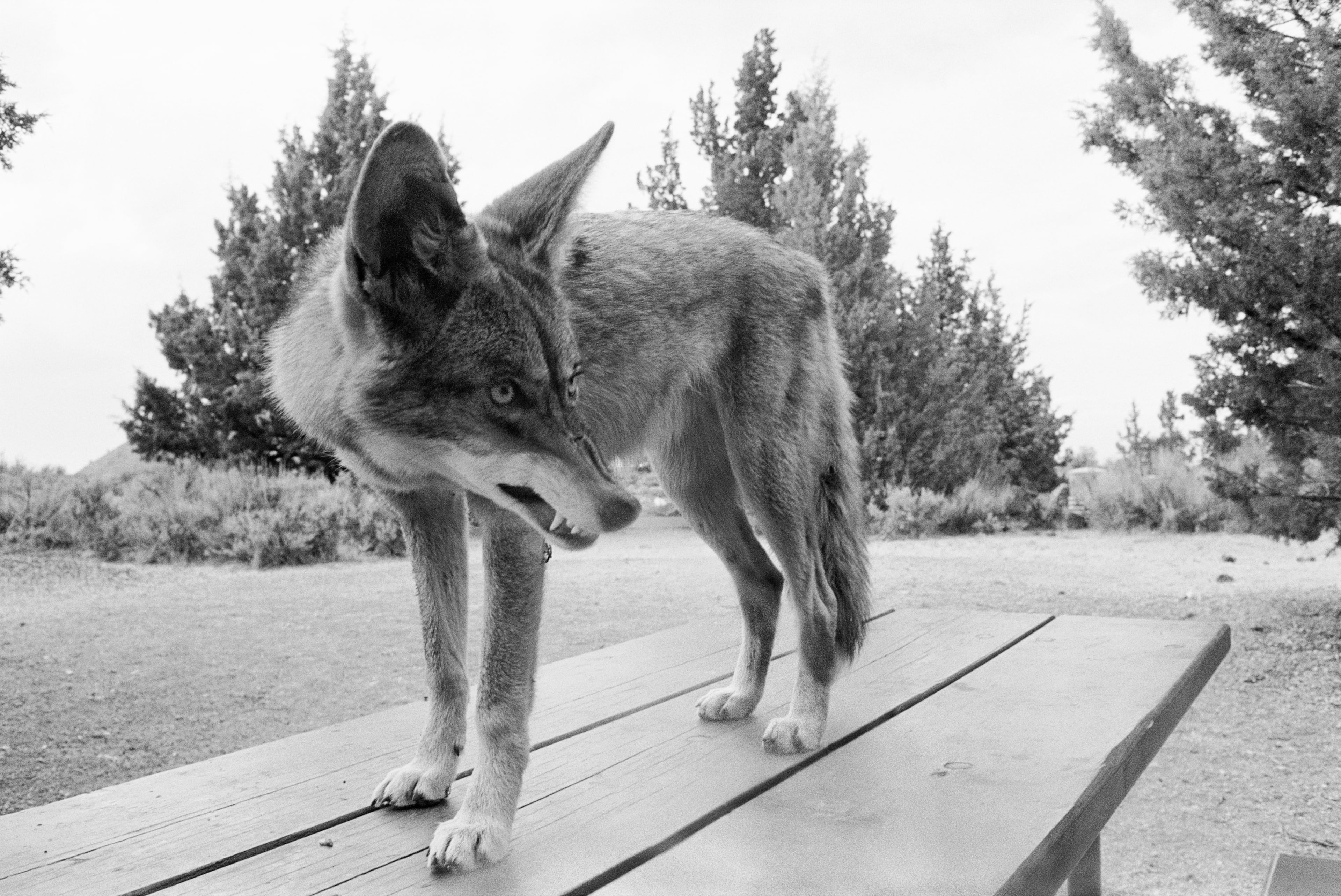 "Coyote at the Park" (1976) by Mimi Plumb. The carnivorous mammal's teeth-baring image suggests a wilderness pushed to the margins and lashing out. (Photo courtesy of the High Museum of Art/© Mimi Plumb)
