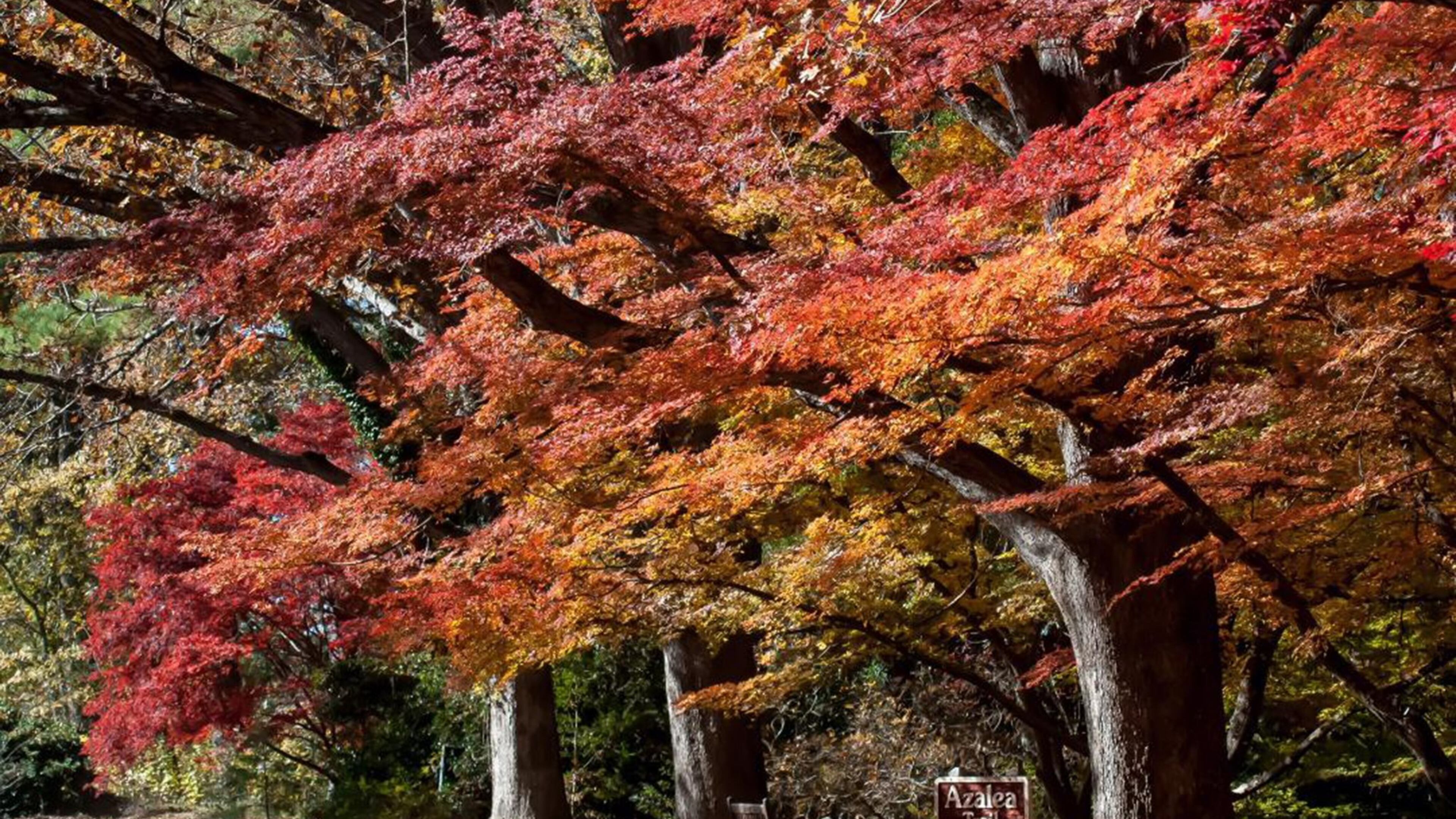 Japanese maples have been extensively cultivated for hundreds of years.