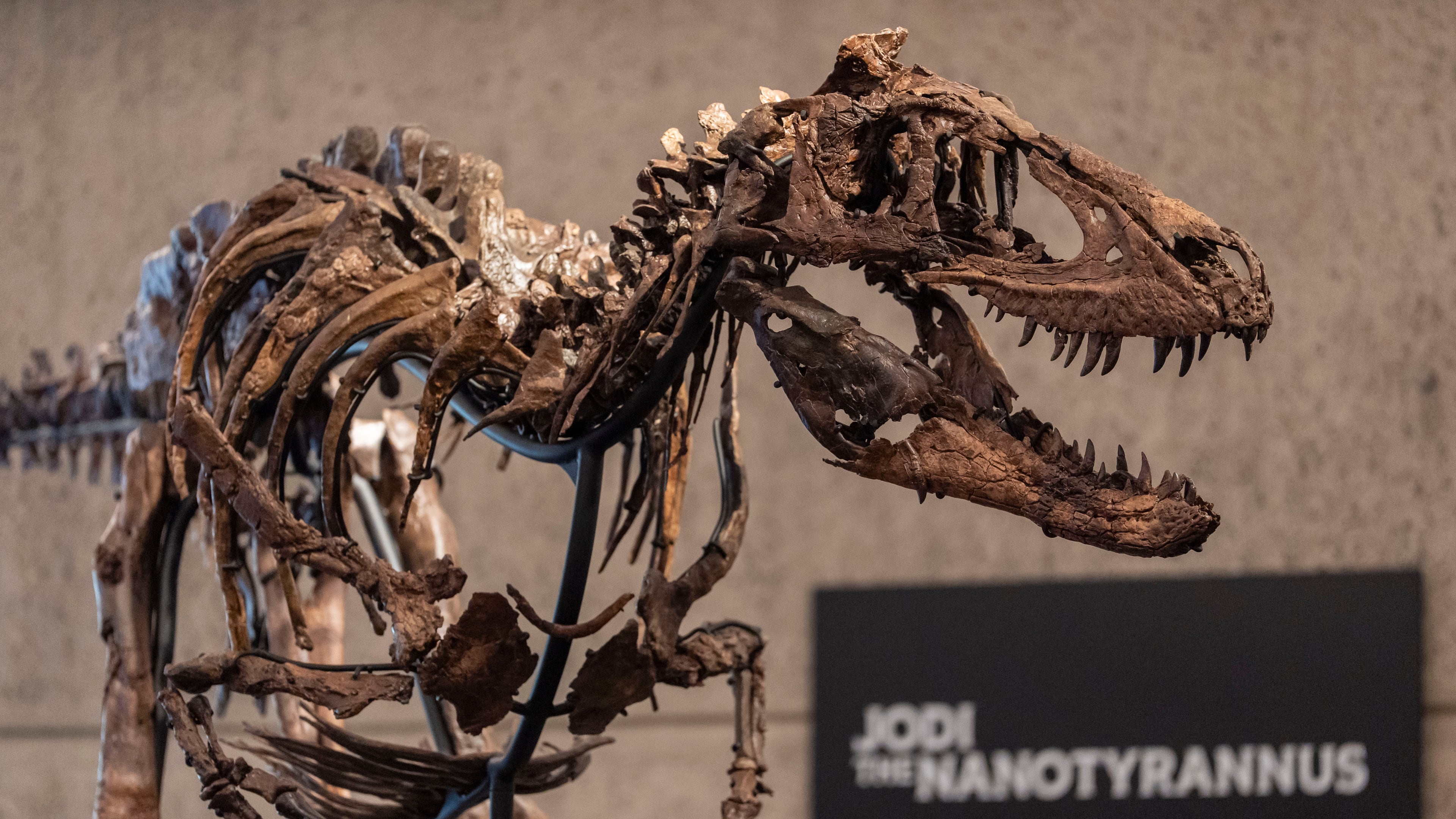 Jodi, a mounted Nanotyrannus skeleton, of the Cretaceous Period, approximately 67 million years ago, estimated at $6 - 9 million, is displayed at Sotheby's, Tuesday, Oct. 13, 2026, in New York. (AP Photo/Yuki Iwamura)