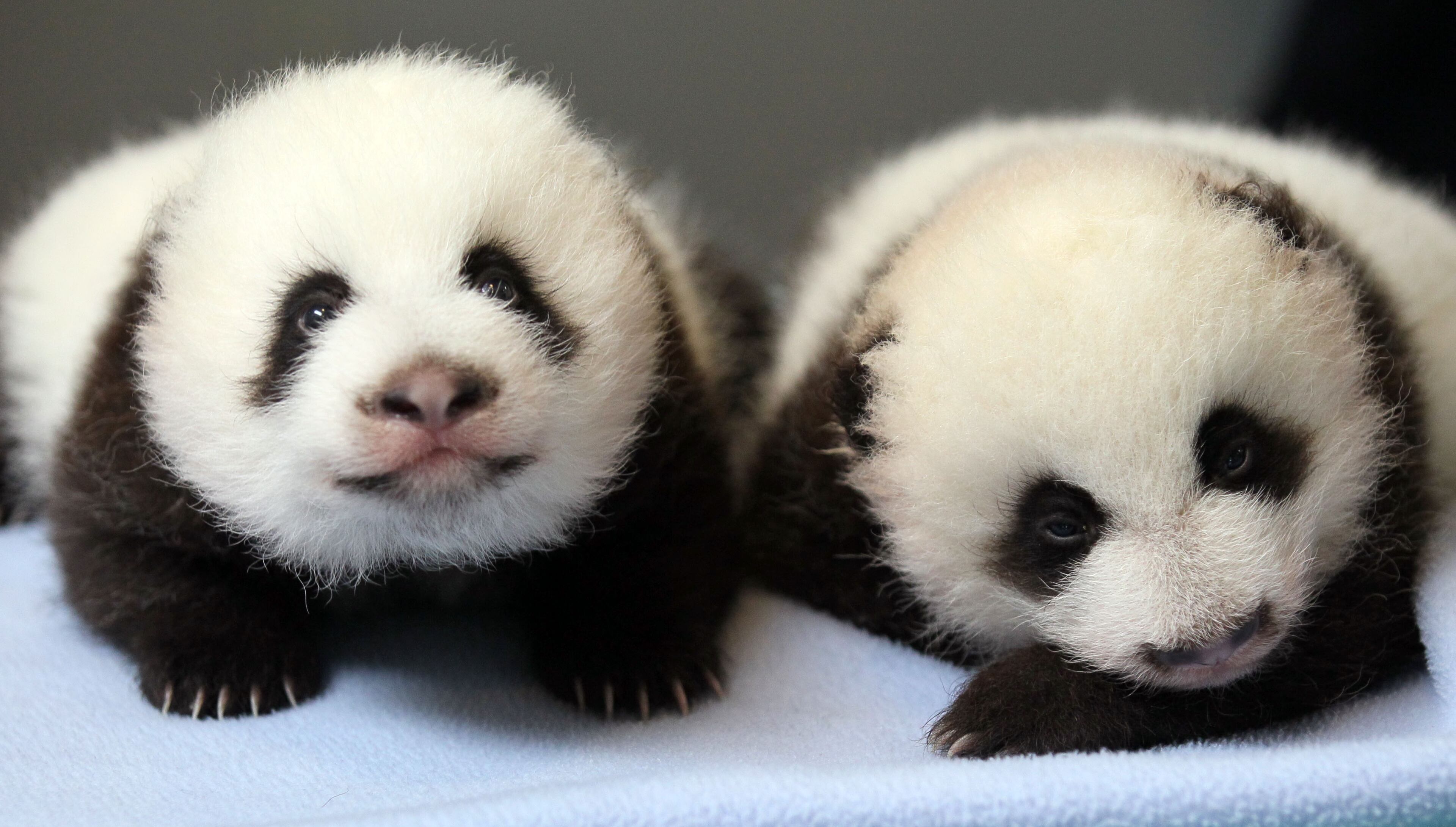 Panda Bear cub "B" (left) lays next to cub "A" while waiting for a weigh in at Zoo Atlanta on Wednesday September 18, 2013.
