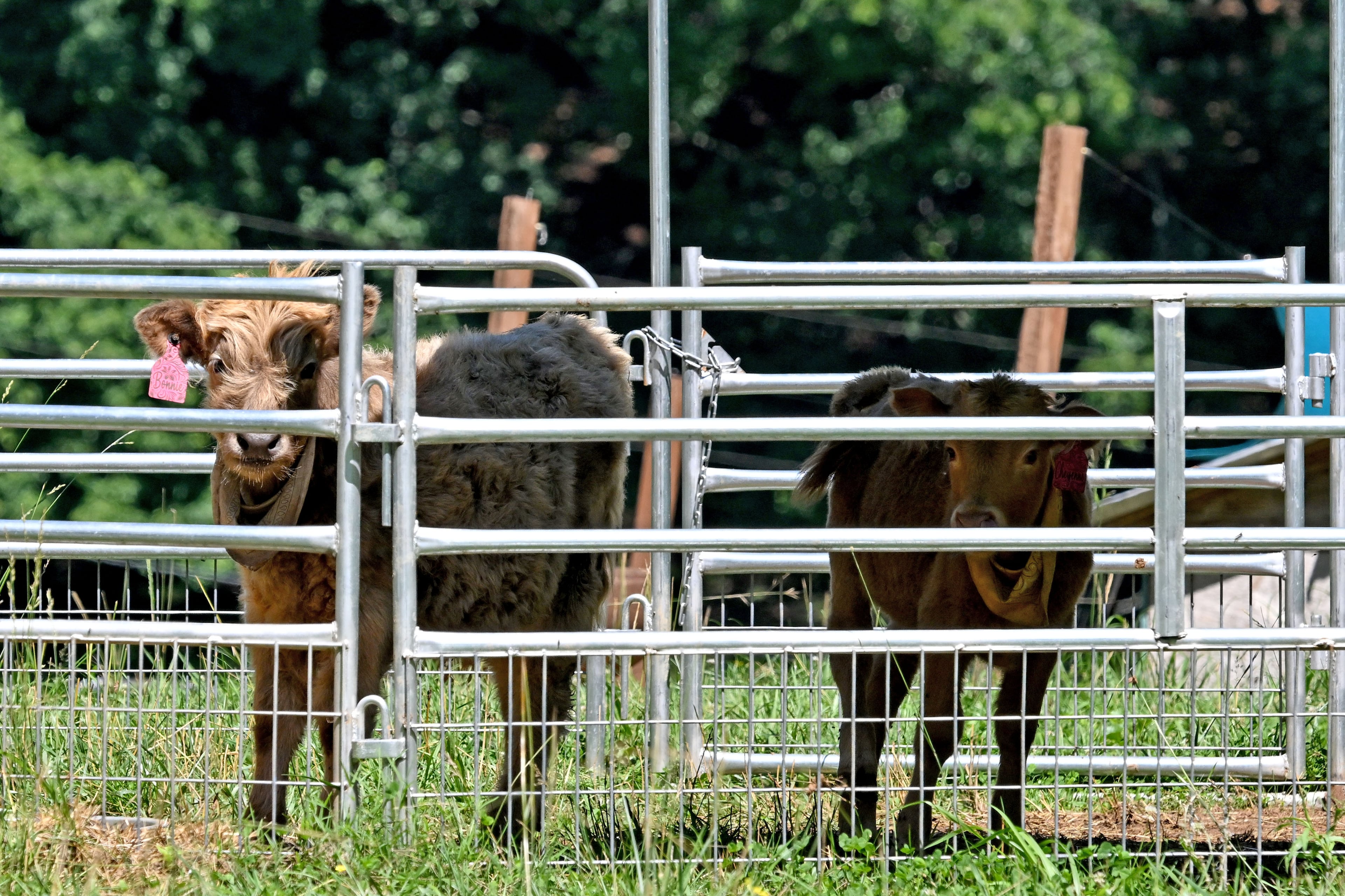 Cows stand behind fences at Hooves and Feathers Petting Farm. (Hyosub Shin/AJC)