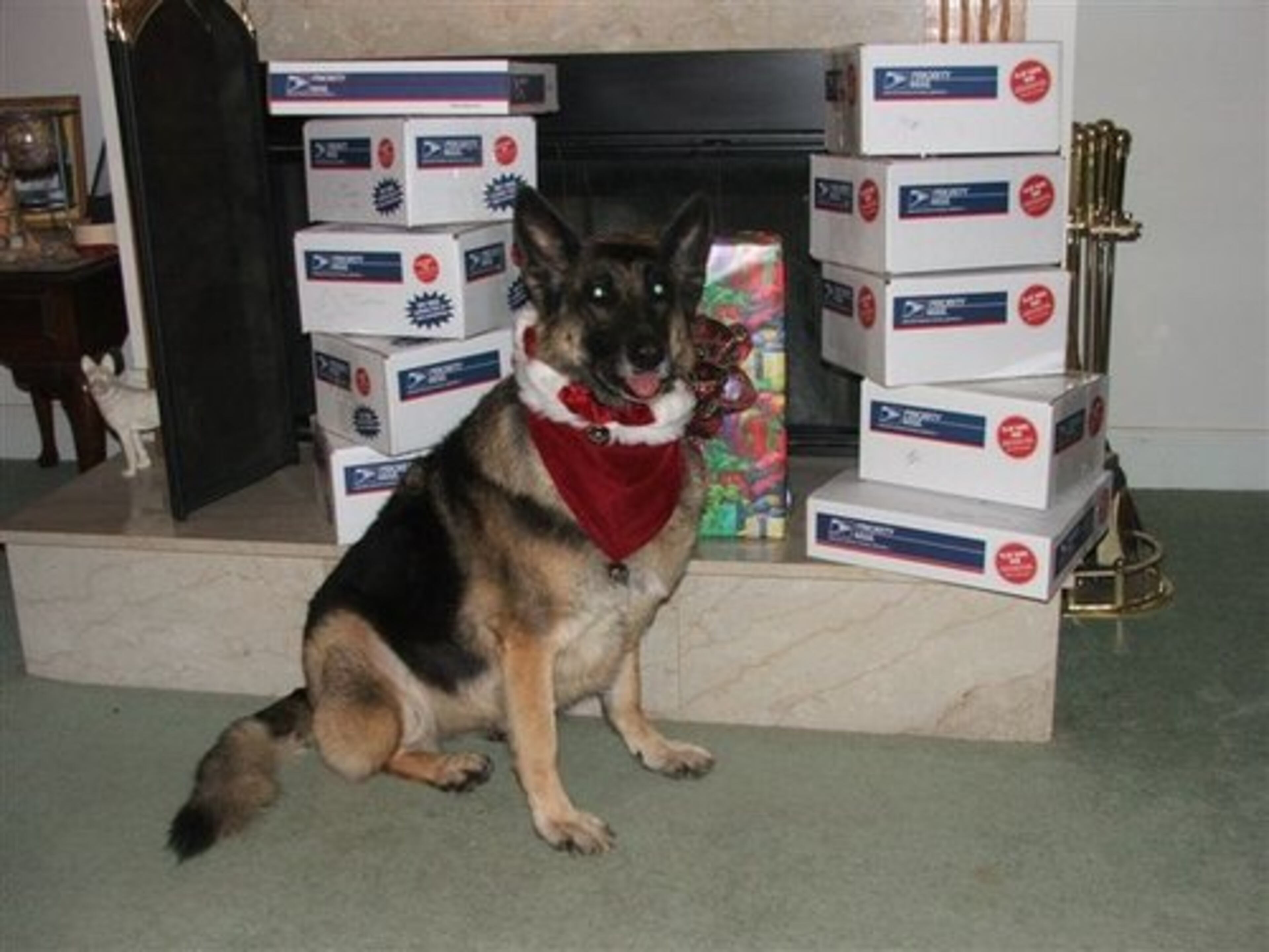 Katie shows support for her fellow working dogs in Iraq and Afghanistan.