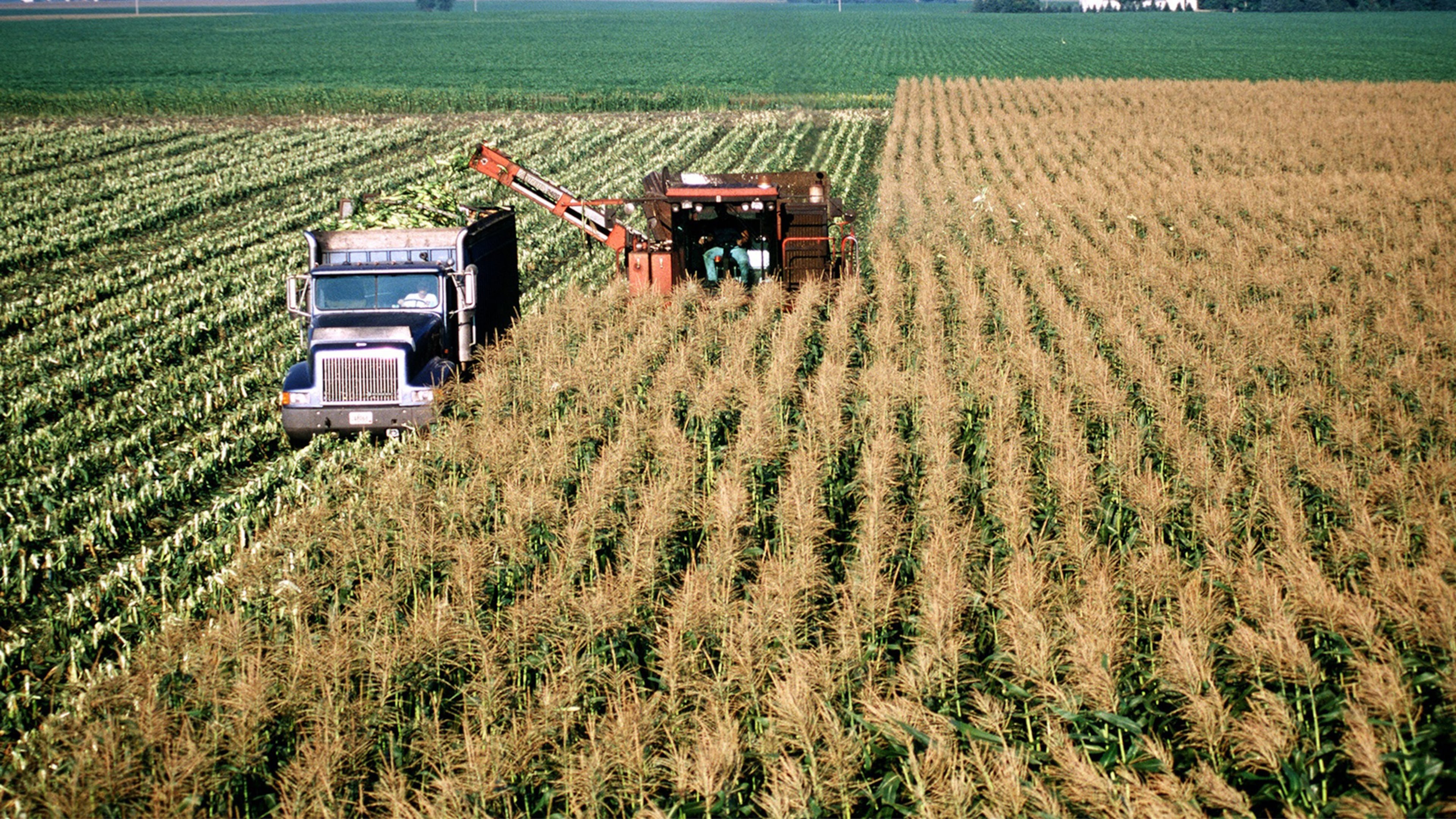 In this 2002 file image, corn is harvested on a large commercial farm near Hector, Minn. (Bob Fila/Chicago Tribune/TNS)