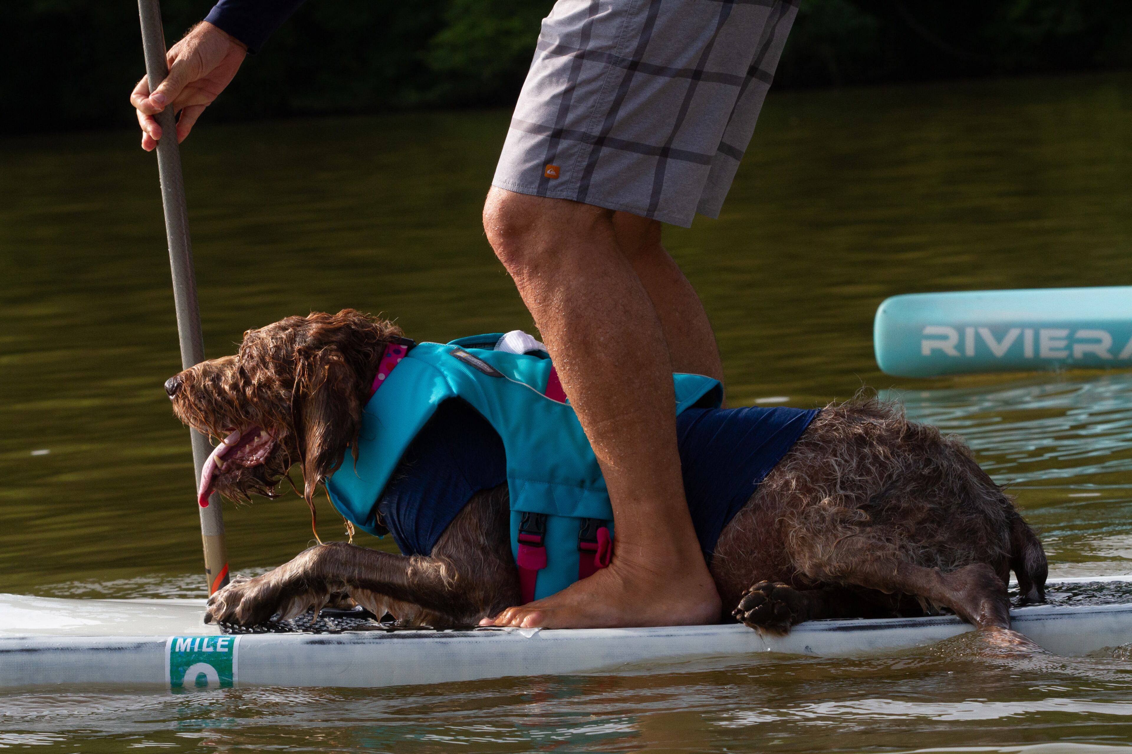 A paddleboard competitor heads to the starting line with his dog at the start of the 8th annual Stand Up for the Hooch at Morgan Falls Overlook Park in Sandy Springs on Sunday, June 23, 2019. STEVE SCHAEFER / SPECIAL TO THE AJC