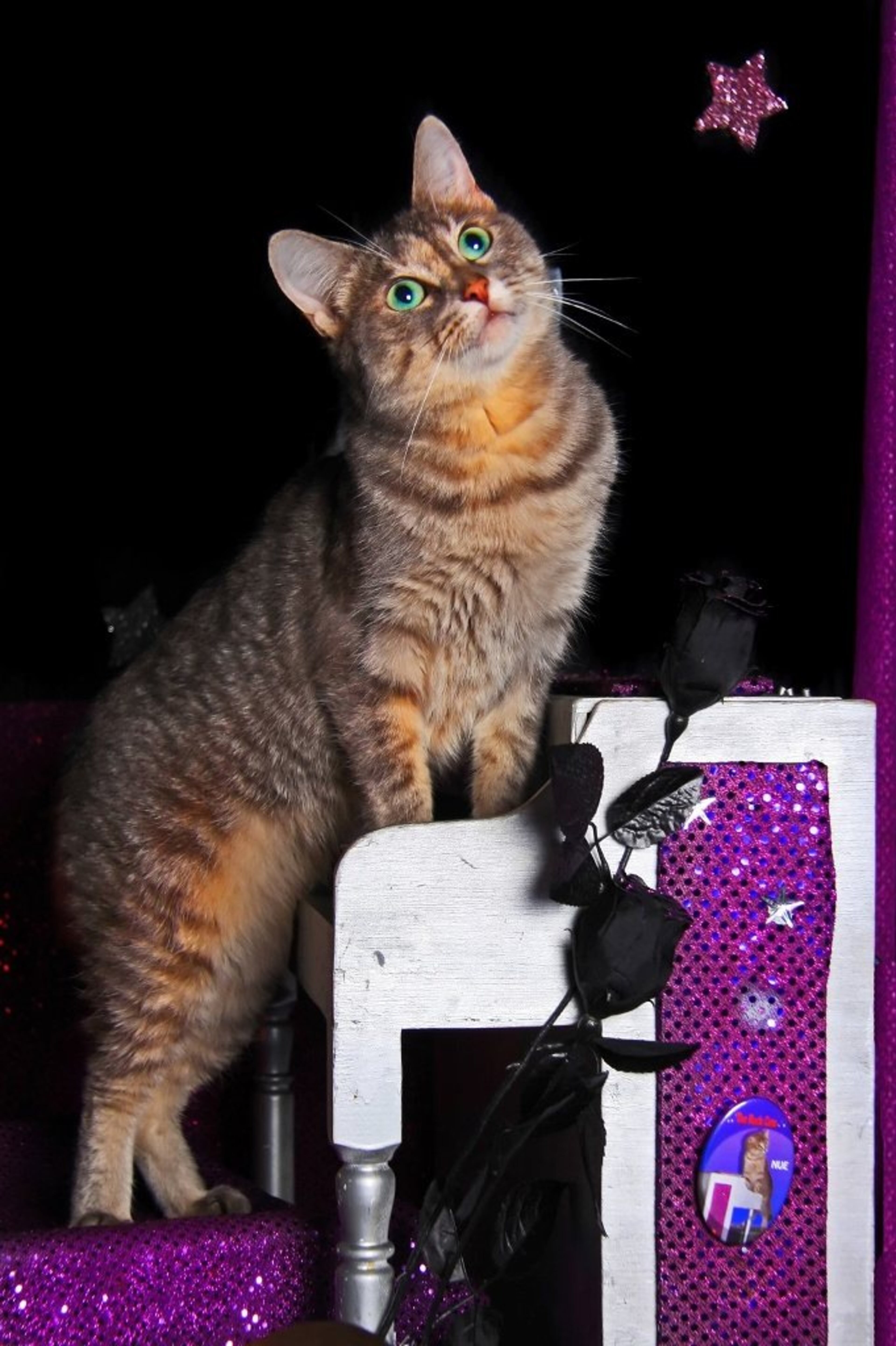 Moved by the music? Or thinking about the mouse that got away? Nue, keyboardist in the Rock Cats, gazes soulfully in the distance while tickling the ivories.