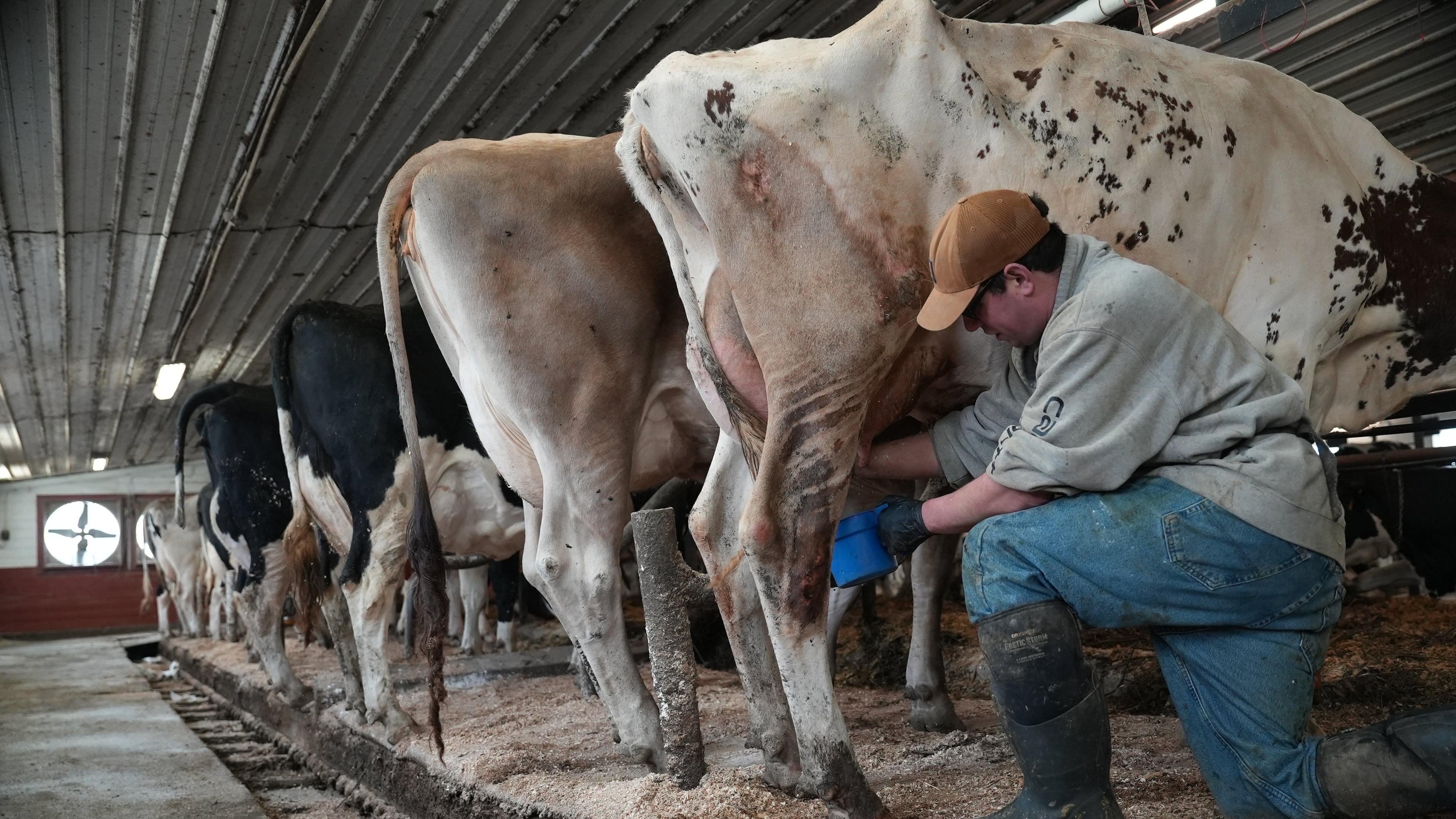 Nick Armato prepares a cow for milking at Ronnybrook Farm, which uses pasteurization, in Ancramdale, N.Y., on April 22, 2026. (AP Photo/Mary Conlon)