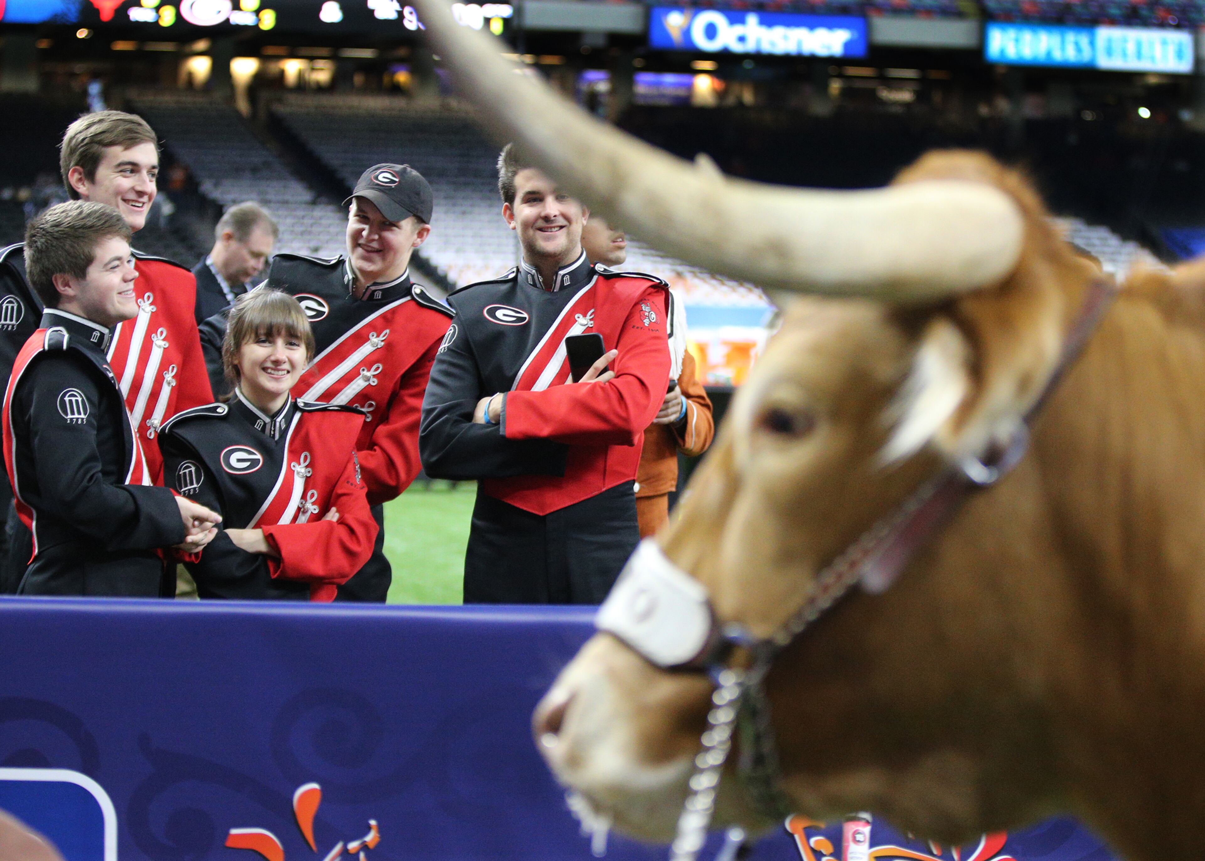 Jan. 01, 2019 New Orleans: Georgia band members venture a closer look at the Texas mascot Bevo before kickoff in the Allstate Sugar Bowl at Mercedes-Benz Superdome on Tuesday, Jan. 1, 2019, in New Orleans. Curtis Compton/ccompton@ajc.com