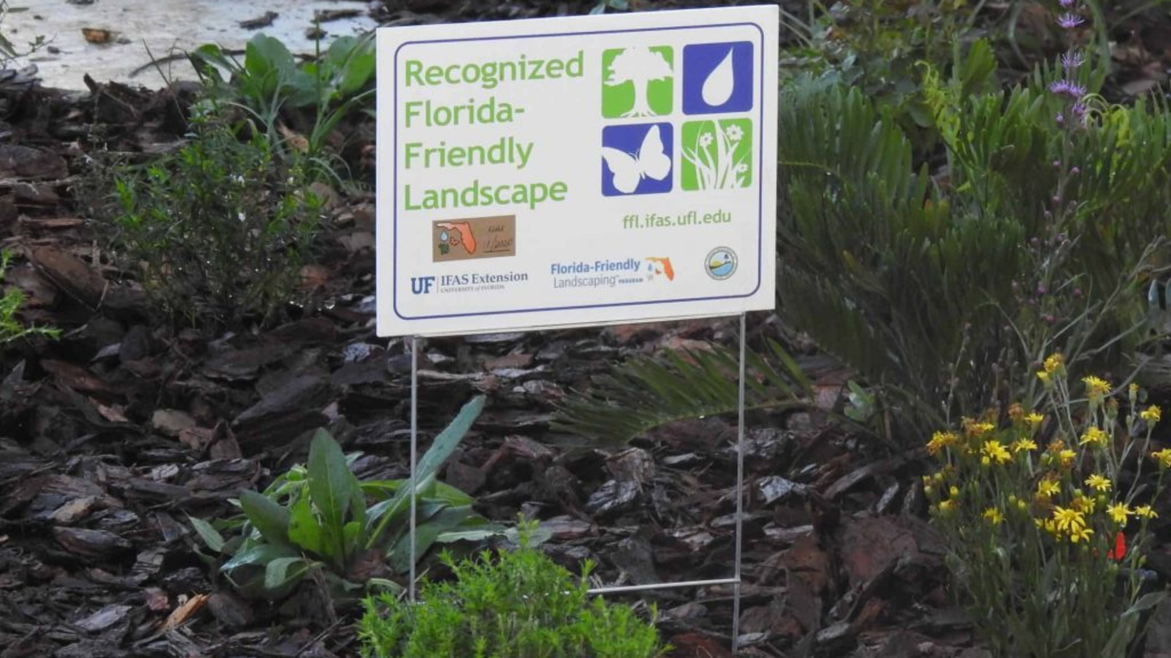 A revamped, water-friendly Florida yard.
Courtesy Crawford Entertainment.