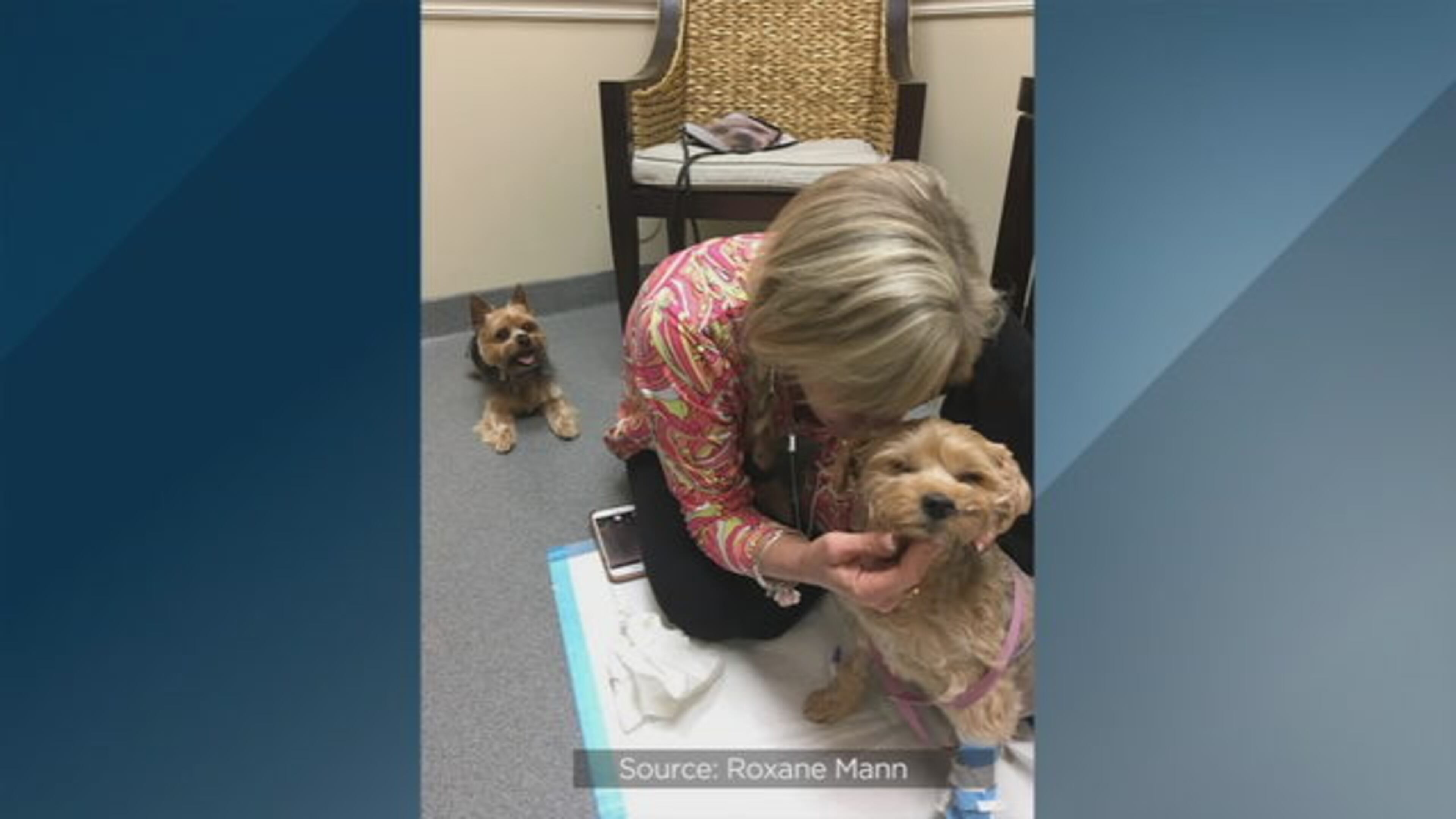 A dog that was attacked by a bear is recovering. (Photo courtesy Roxane Mann)