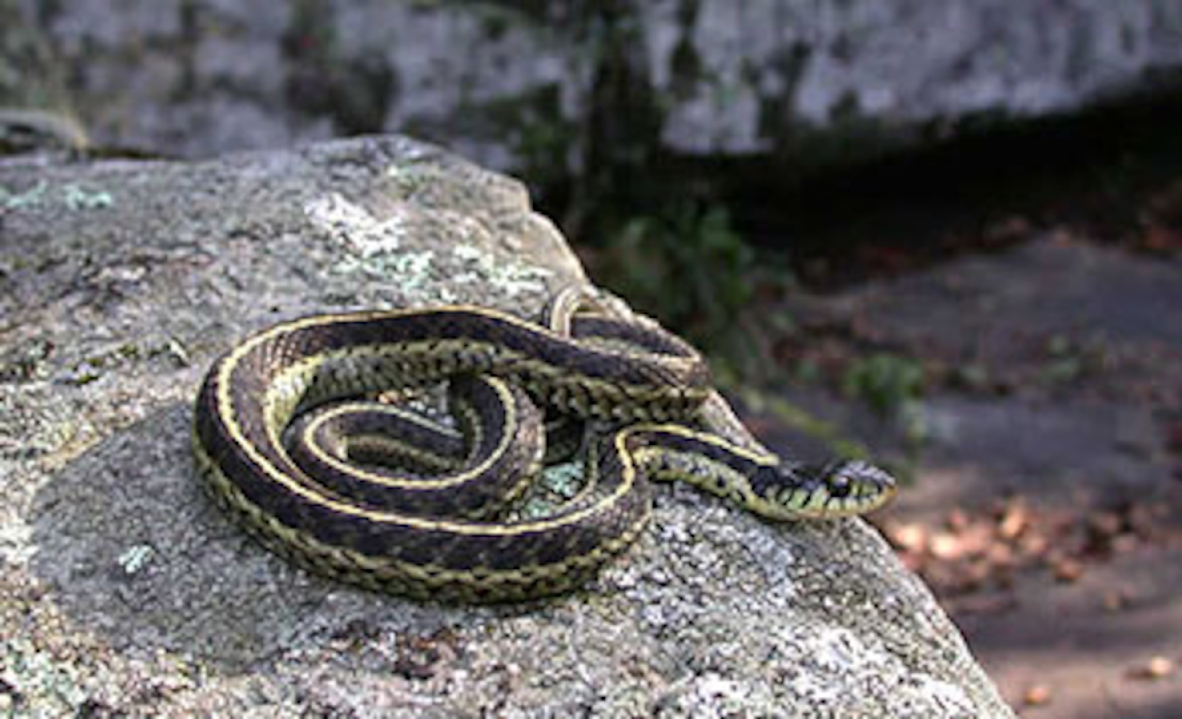 It’s easy to see how EASTERN GARTER SNAKES and their cousins, eastern ribbon snakes, are confused. Both are distinctively striped, both prefer habitats near water and both feed on fish and amphibians. But garter snakes are less slender than ribbon snakes and are found in a wide variety of environments, including the mountainous areas that ribbon snakes spurn. In suburban areas, garter snakes are common, usually found in some sort of cover. INFO BY: Amelia Gleaton, University of Georgia – edited by J.D. Willson.