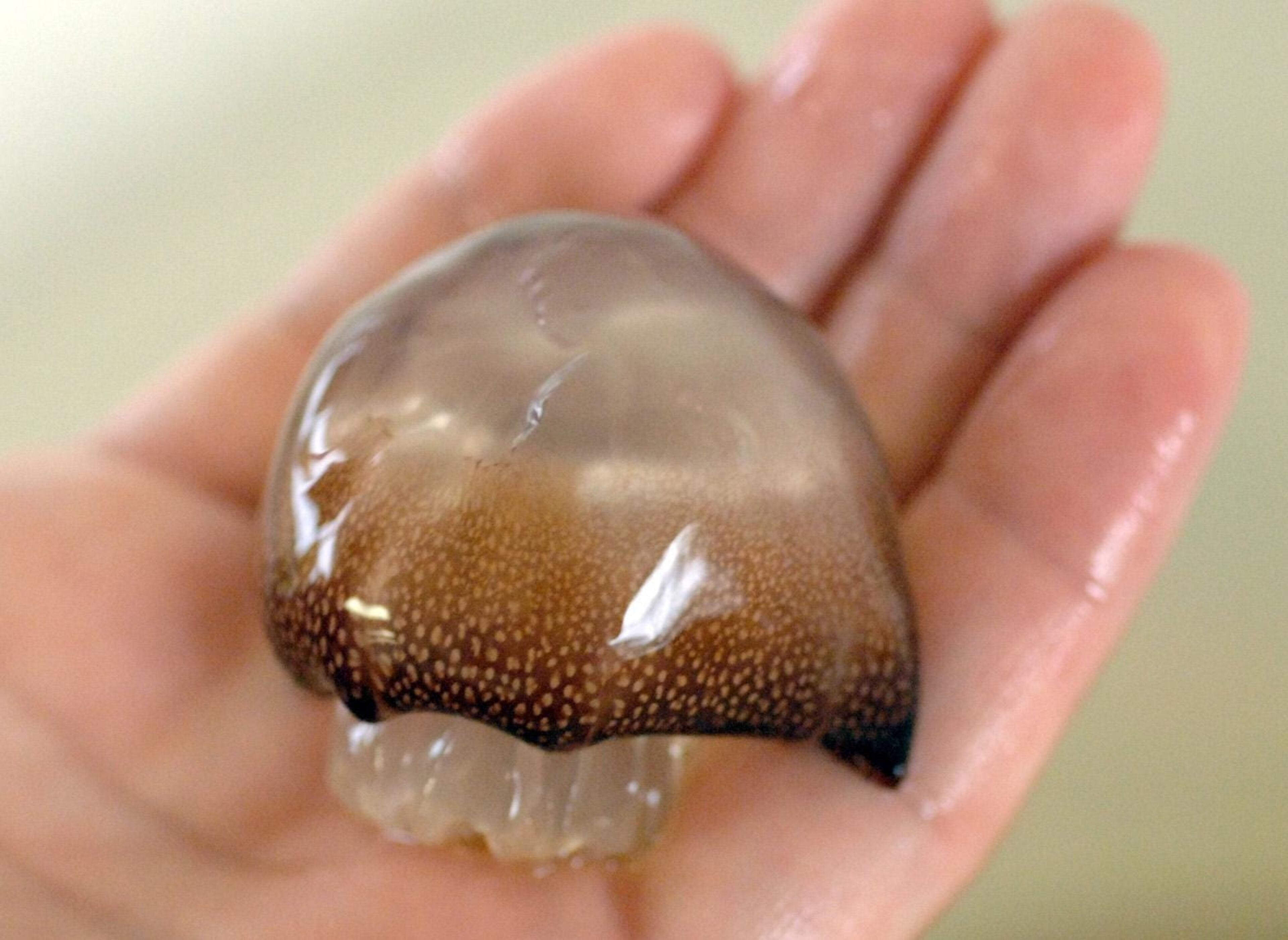 The cannonball jellyfish is one of the most common along the Georgia shores. Cannonball jellies are not harmful to humans and are considered a delicacy in some countries. {Richard Burkhart/Savannah Morning News}