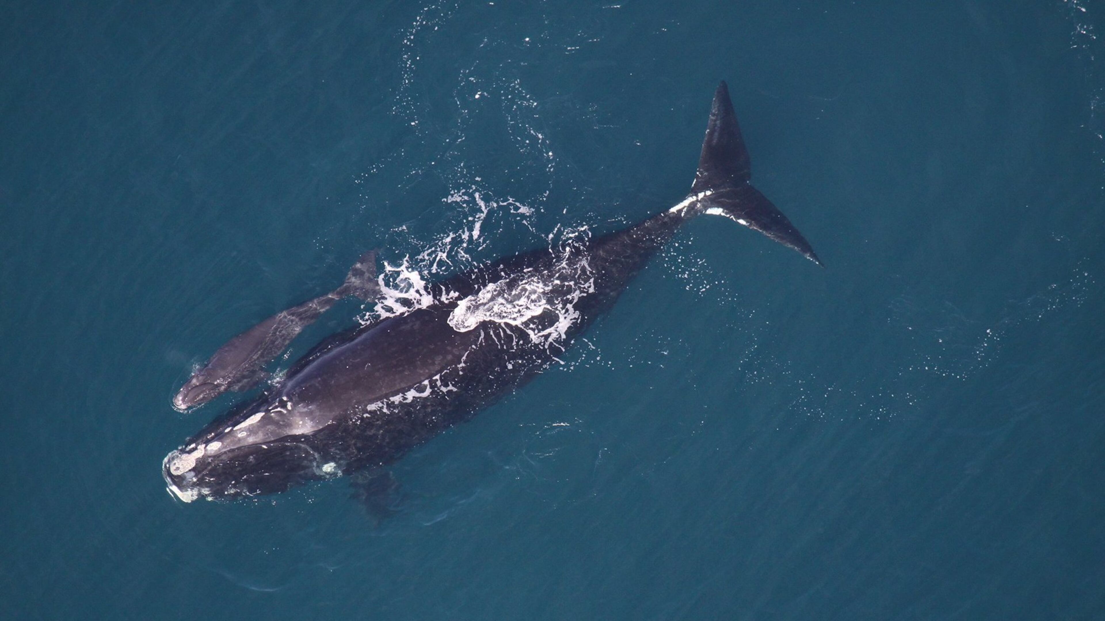 This photo is of a North Atlantic right whale mother and newborn calf 24 miles off Georgia’s coast in December 2013. During this winter’s right whale calving season off the coasts of Georgia and North Florida, biologists spotted zero mother-calf pairs, raising concern that the species may be sliding towards extinction. (Photo: Sea to Shore Alliance/ NOAA permit #15488)