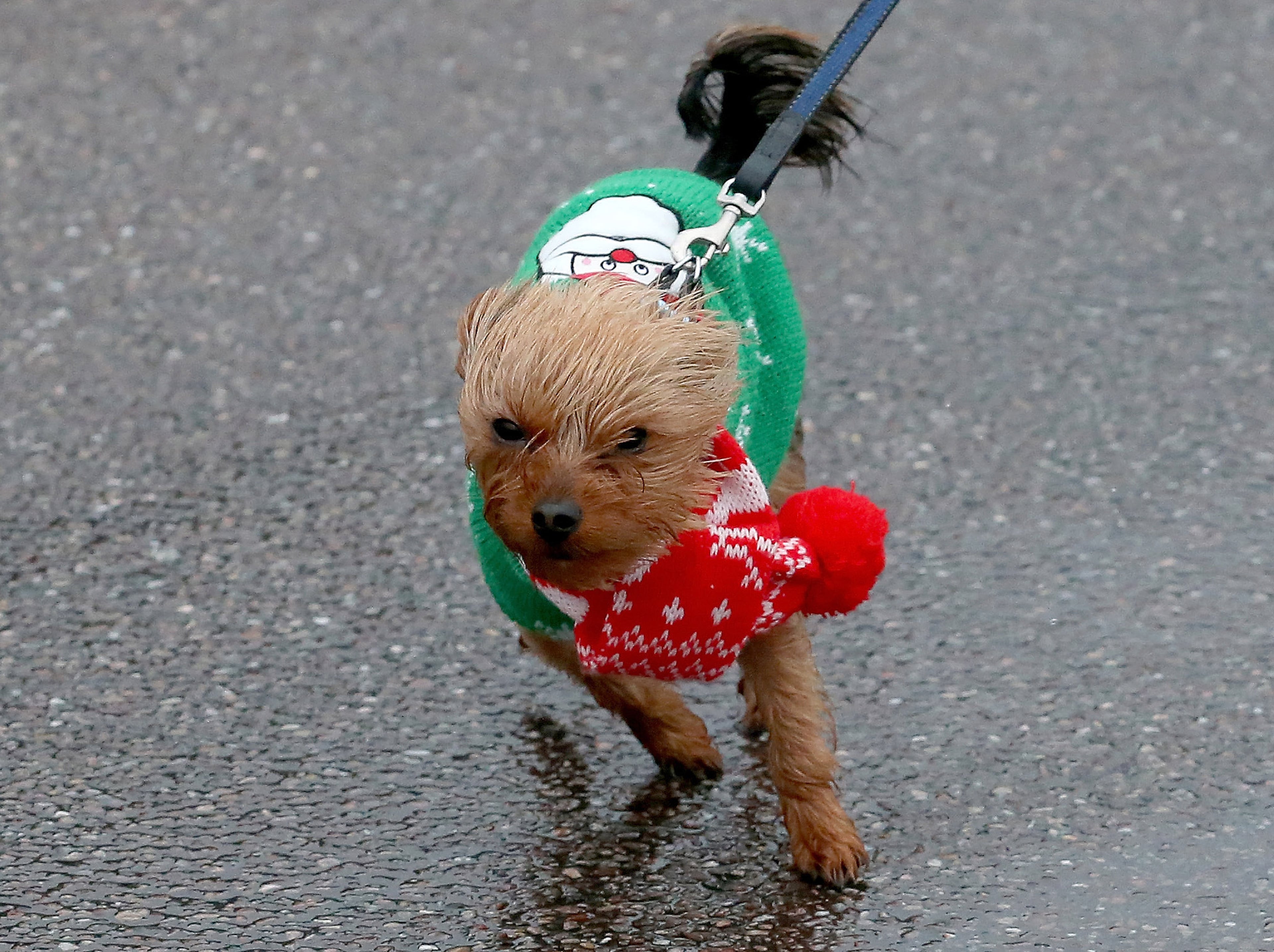 SIDMOUTH, UNITED KINGDOM - DECEMBER 23: A small dog wearing a Christmas sweater is blown around on December 23, 2013 in Sidmouth, England. (Photo by Matt Cardy/Getty Images)