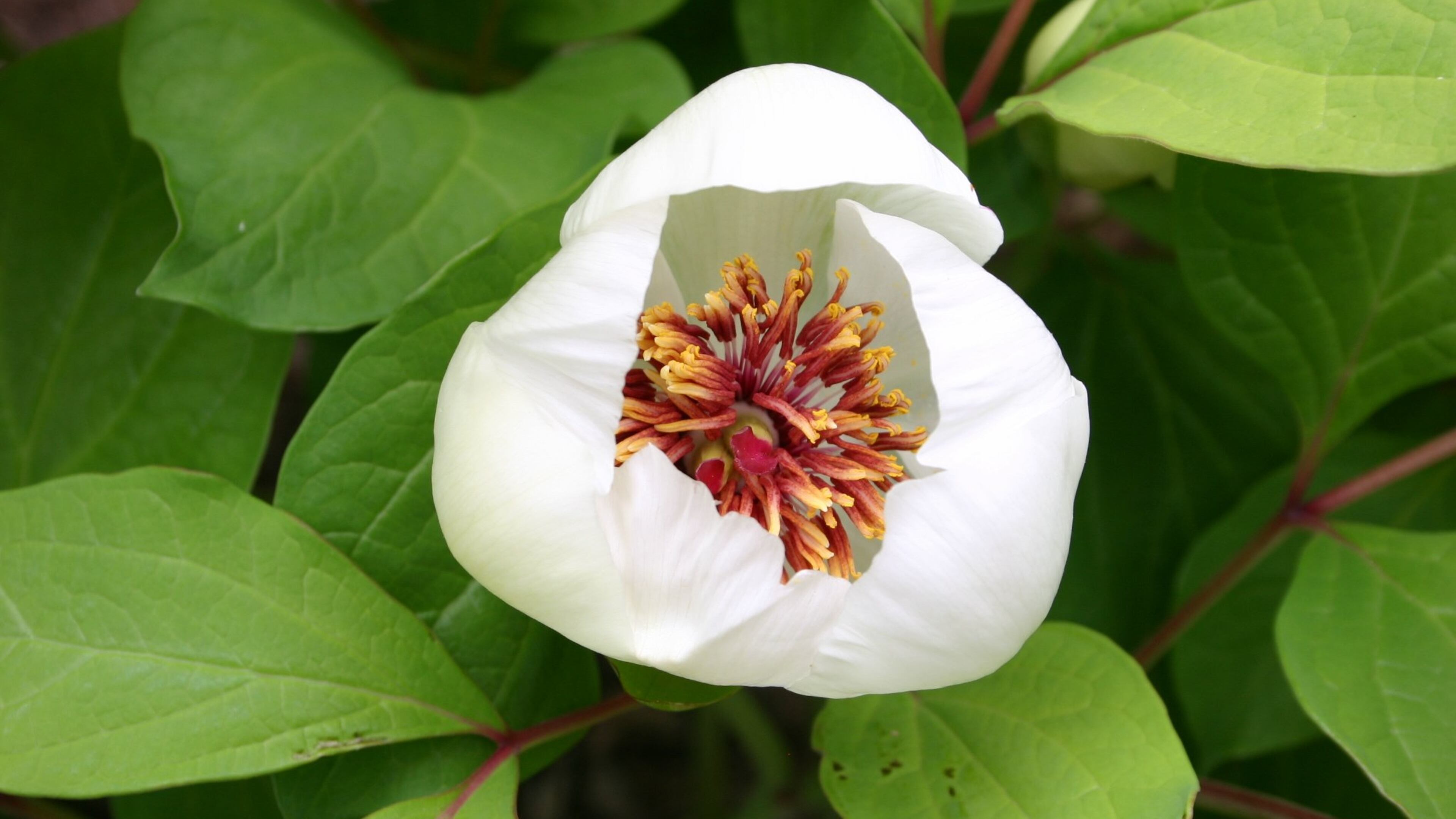 With a bit of care, peonies can easily be moved. WALTER REEVES