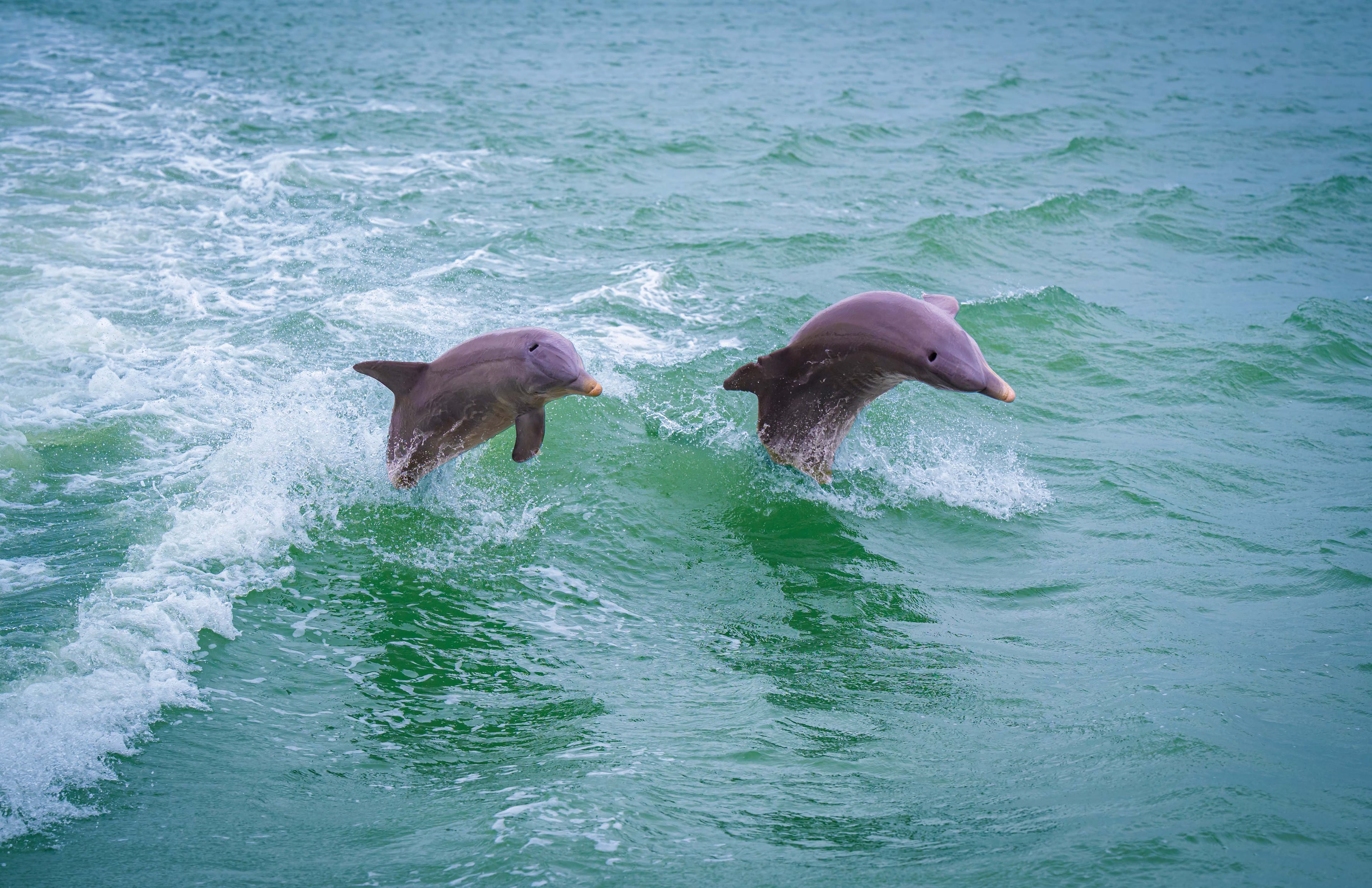 Bottlenose dolphins are common along the Gulf Coast. (Courtesy of American Cruise Lines)