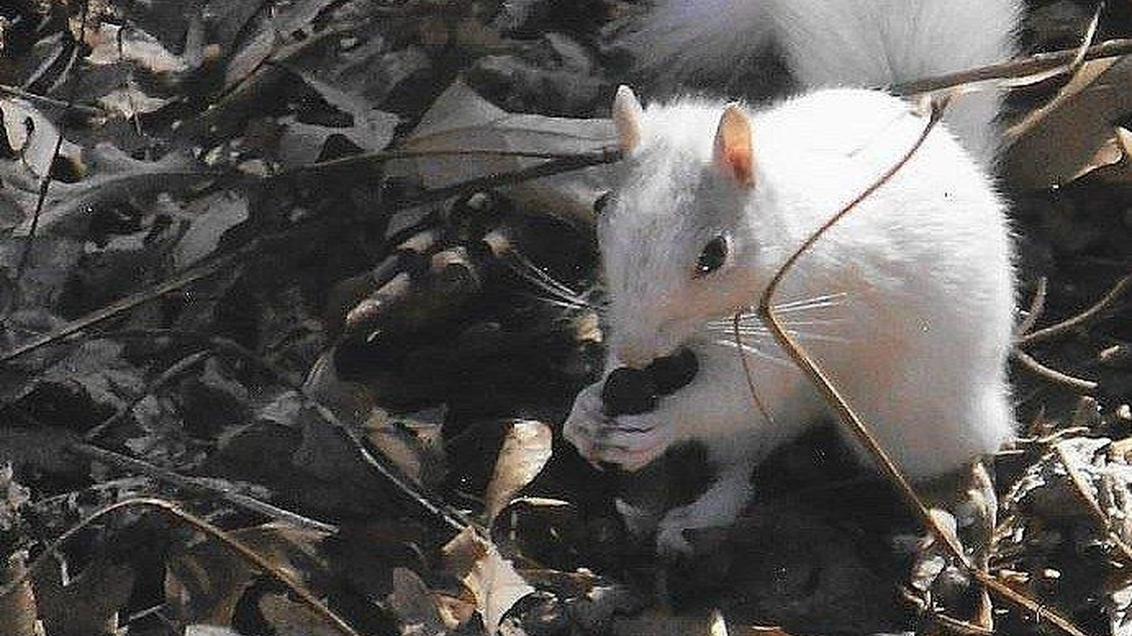 This all-white, non-albino Eastern gray squirrel is one of several such squirrels that have taken up residence in an east Cobb County yard. The unusual coloration may be due to a genetic mutation or a rare gene. PHOTO CREDIT: Don Weissman