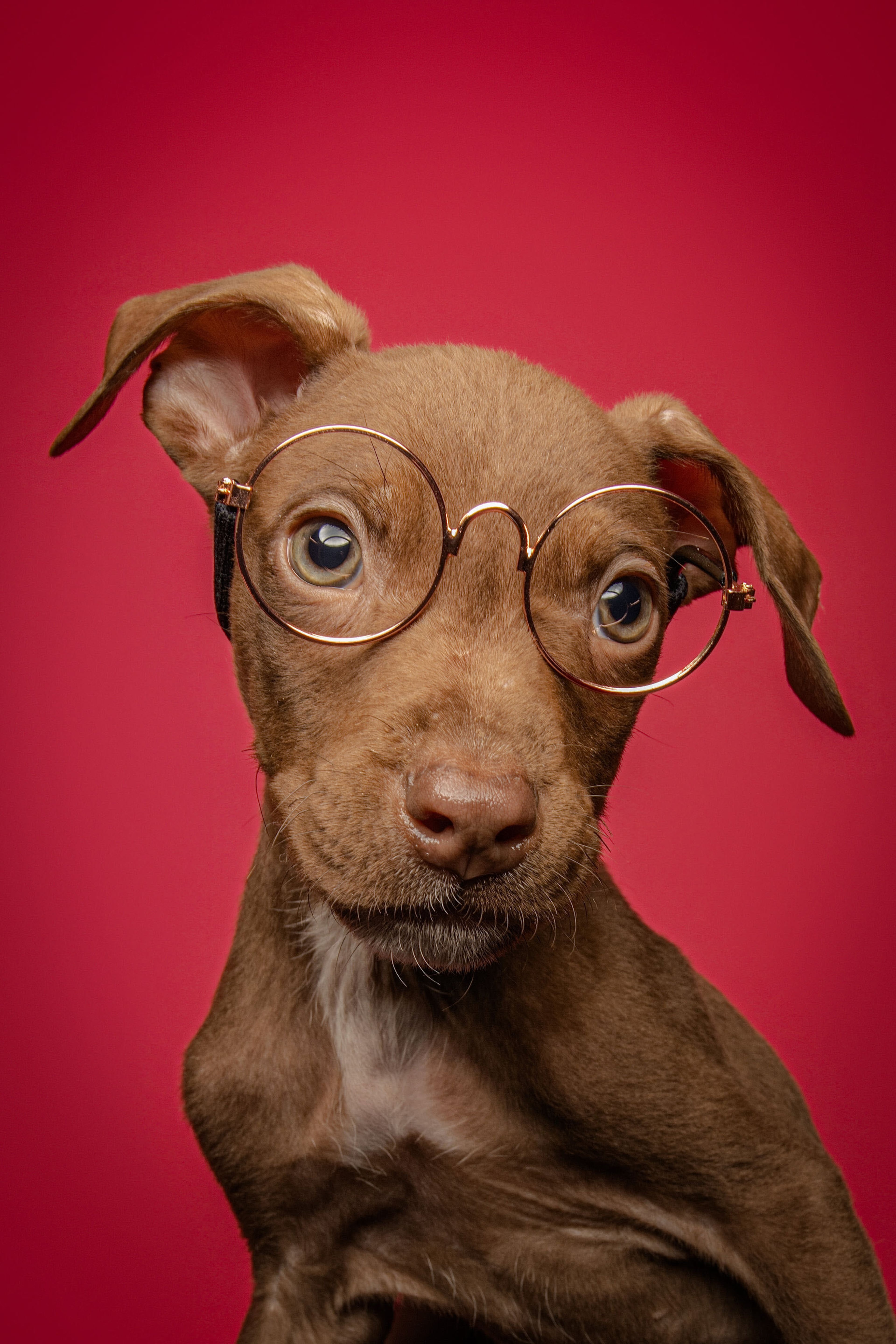 Diego Rodriguez, a professional pet photographer, photographs shelter dogs to display them in the best light. (Courtesy of Diego The Pet Photographer)