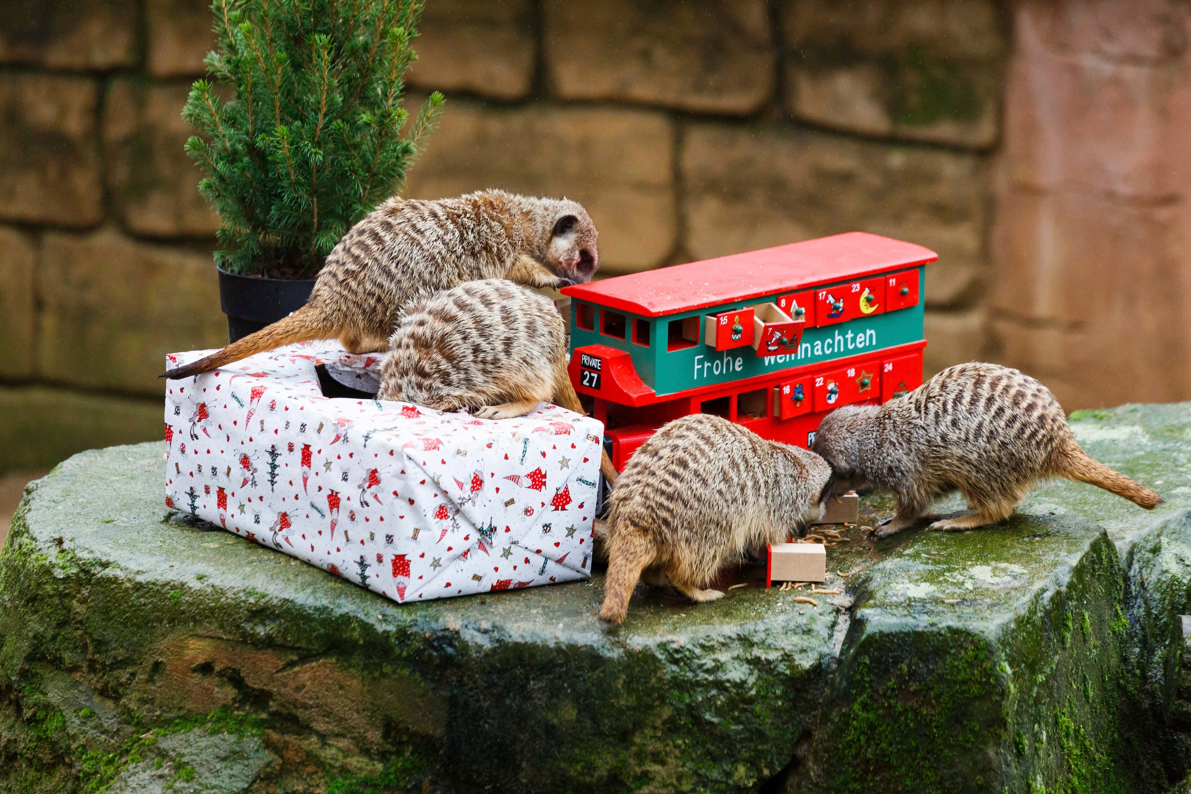 Meercats inspect their Christmas parcel and an Advent calendar filled with food at the zoo in Hannover, northern Germany, Tuesday, Dec. 19, 2017. (Philipp Von Ditfurth/dpa via AP)