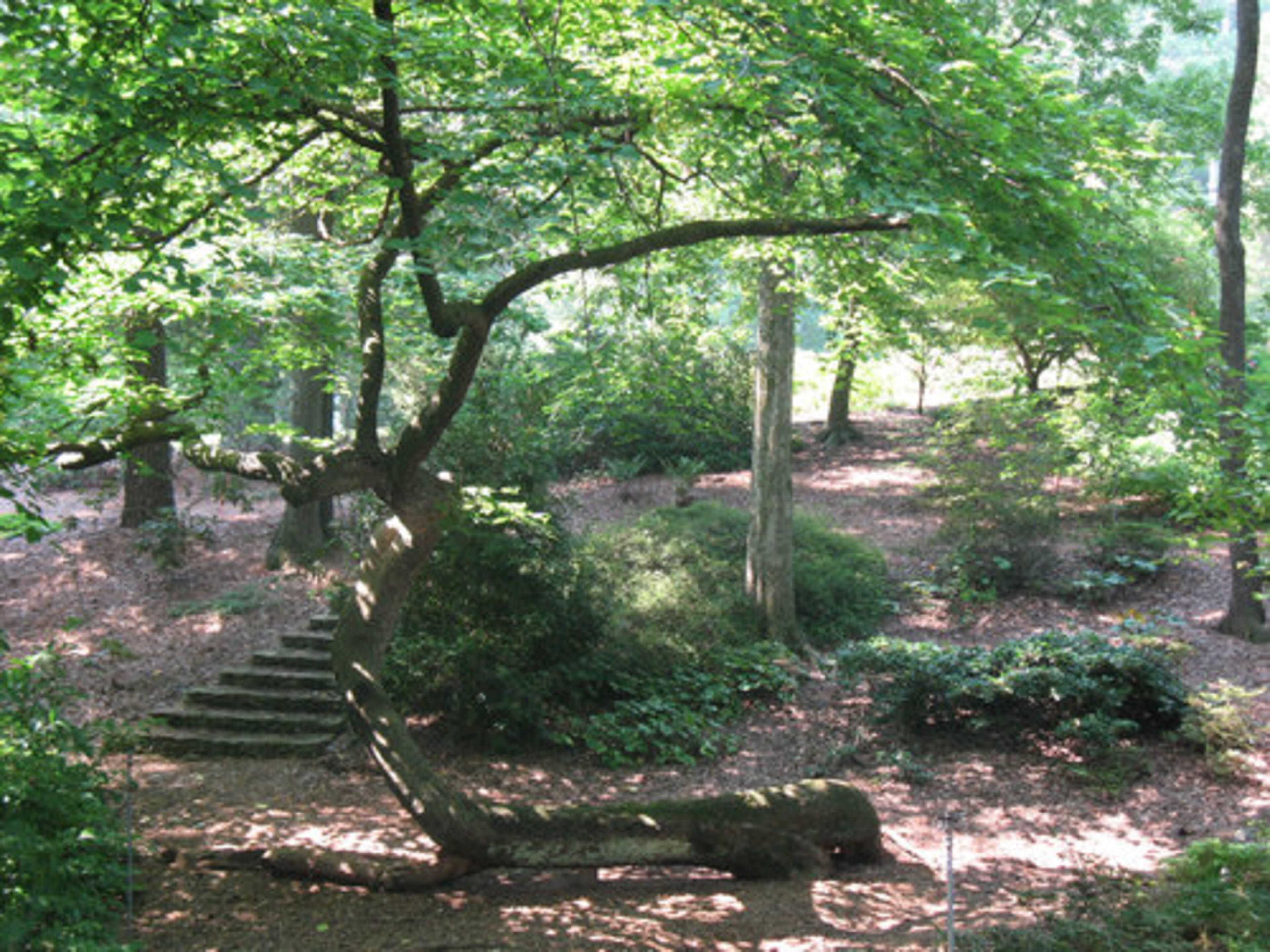 A white mulberry tree at the Smith-Gilbert Arboretum fell several years ago and re-rooted itself.