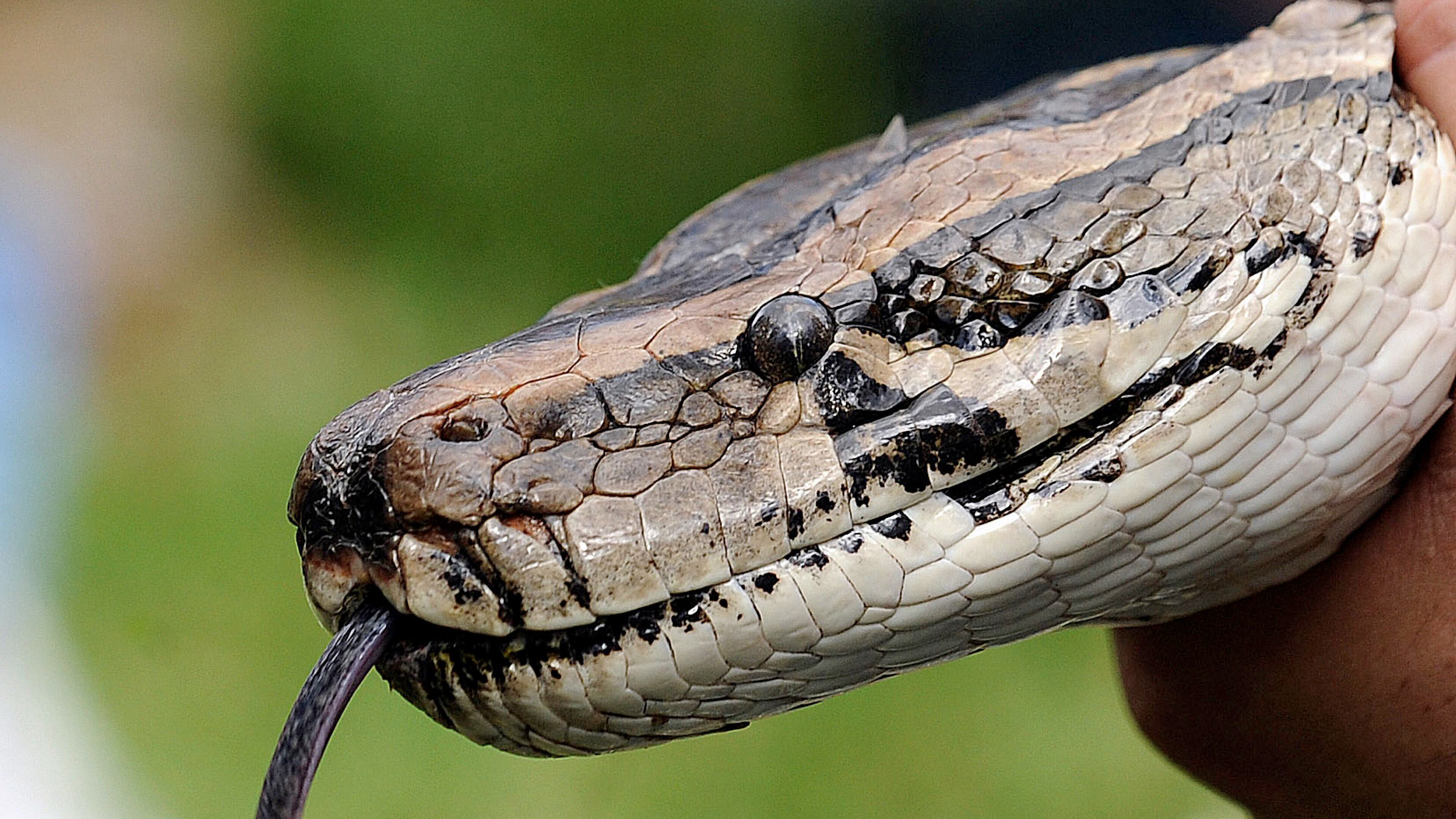 A January 2013 image of a 13-foot Burmese python during a Florida Fish and Wildlife Commission program in Davie, Florida. Cara, a yellow and white Burmese python, slithered out of its enclosure at the Blue Zoo in the Mall of Louisiana in Baton Rouge on Tuesday. (Mark Randall/Sun Sentinel/TNS)