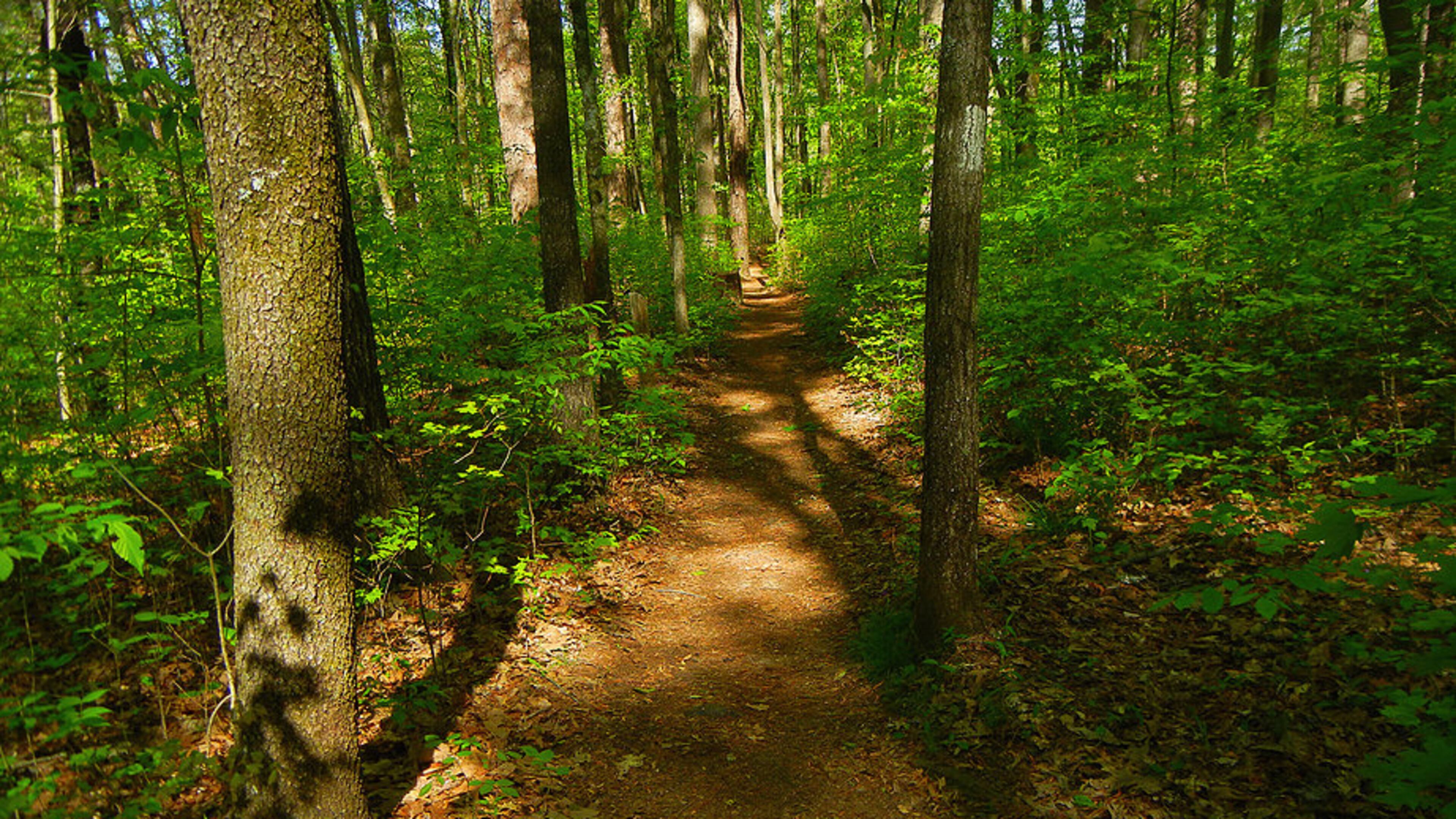 Meeting will discuss plans for Simpsonwood Park. Courtesy of David Rosinger