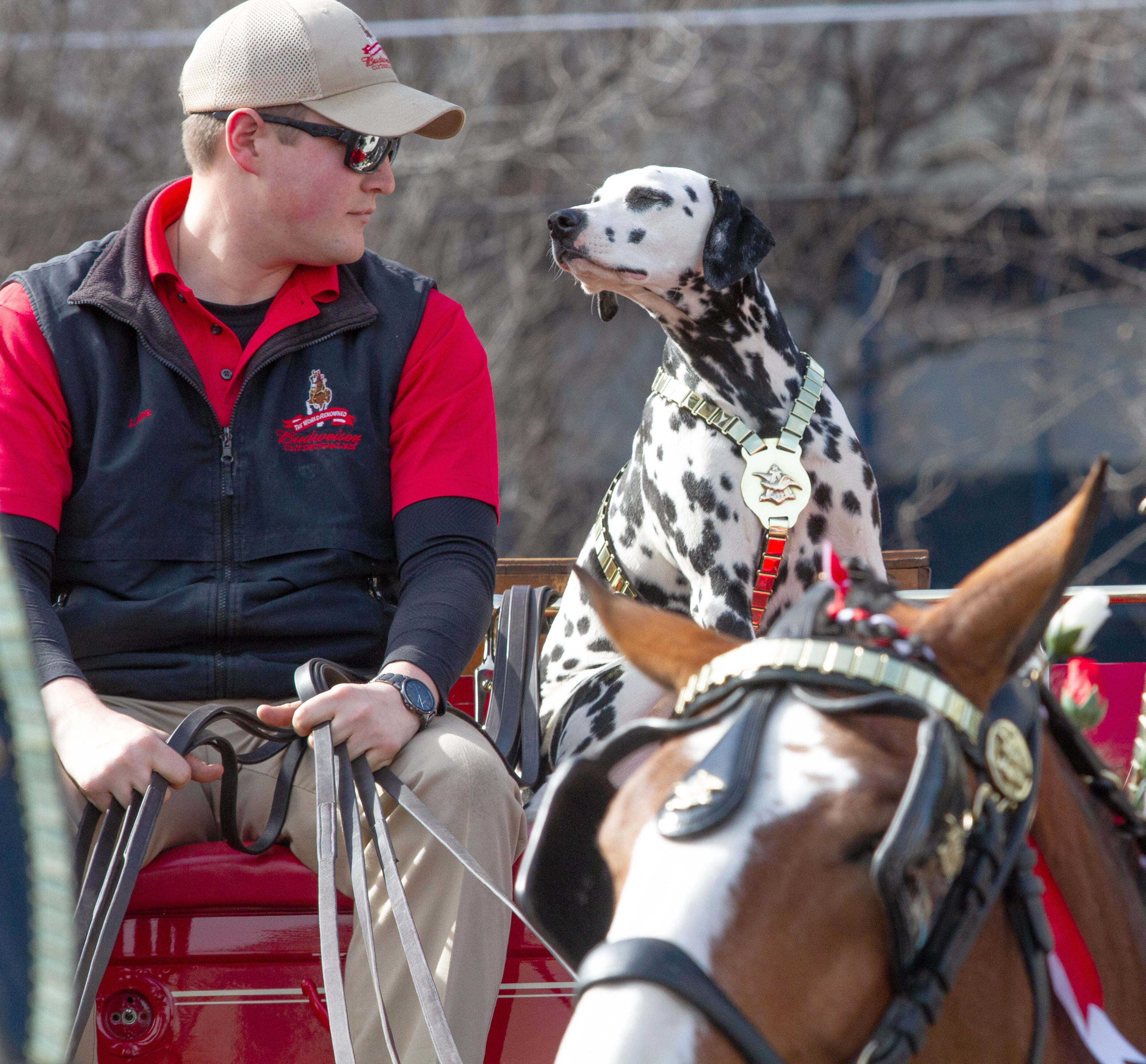 Budweiser Clydesdale handler Lane Soendker sits in the wagon with April, the Budweiser Dalmatian. STEVE SCHAEFER / SPECIAL TO THE AJC