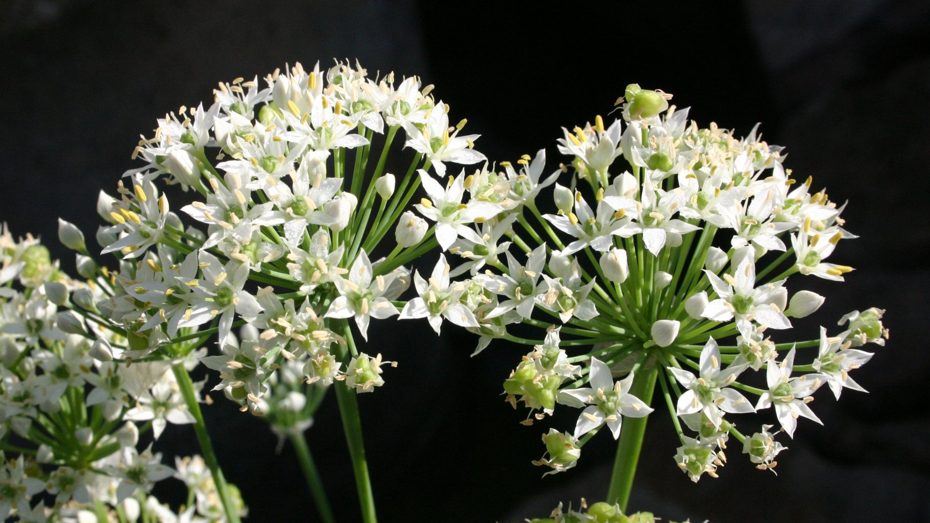 Ornamental allium blooms easily every spring. CONTRIBUTED BY WALTER REEVES