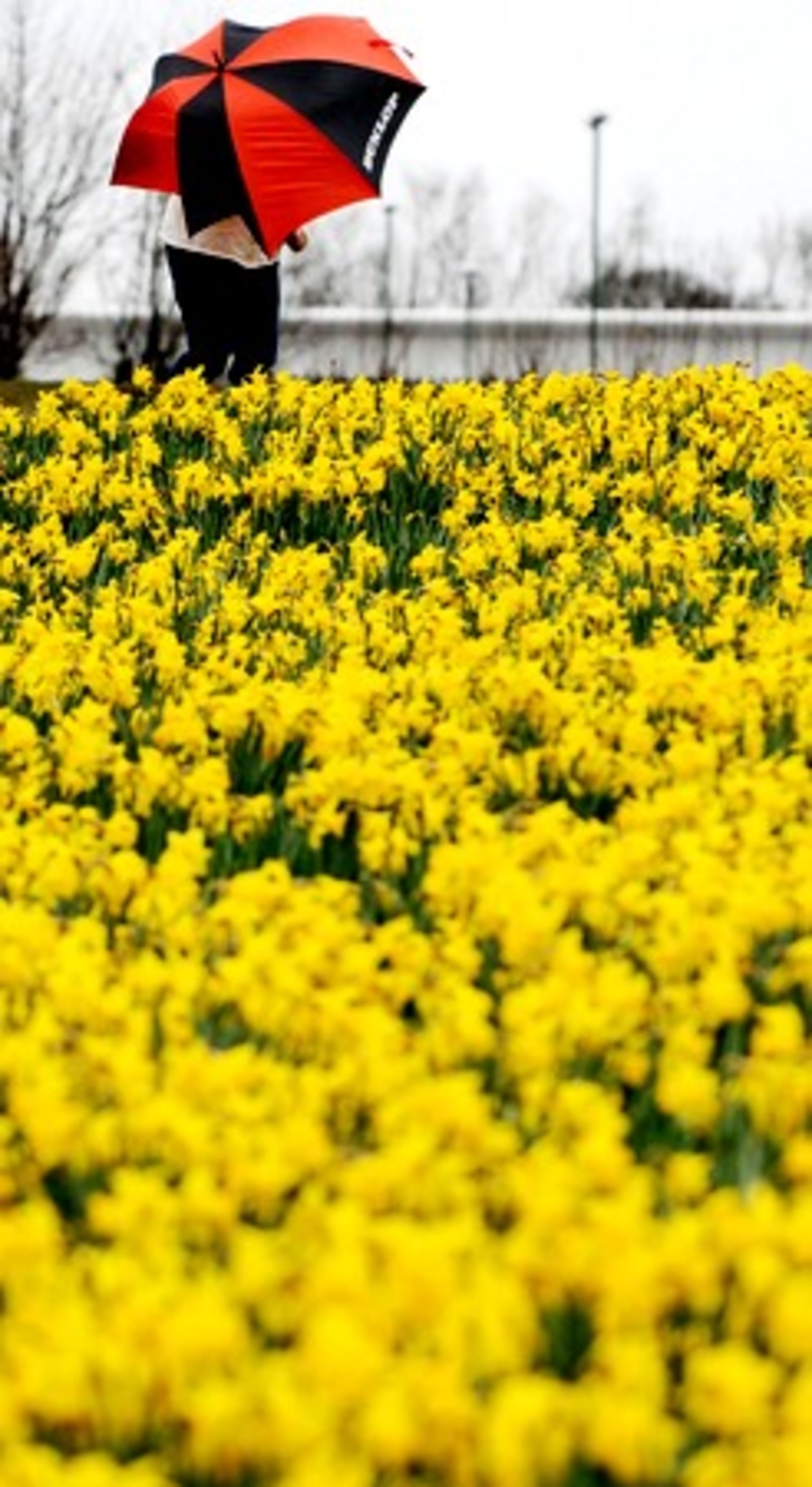 A woman walks through a field of daffodils in Shiremoor, Newcastle, Thursday.
