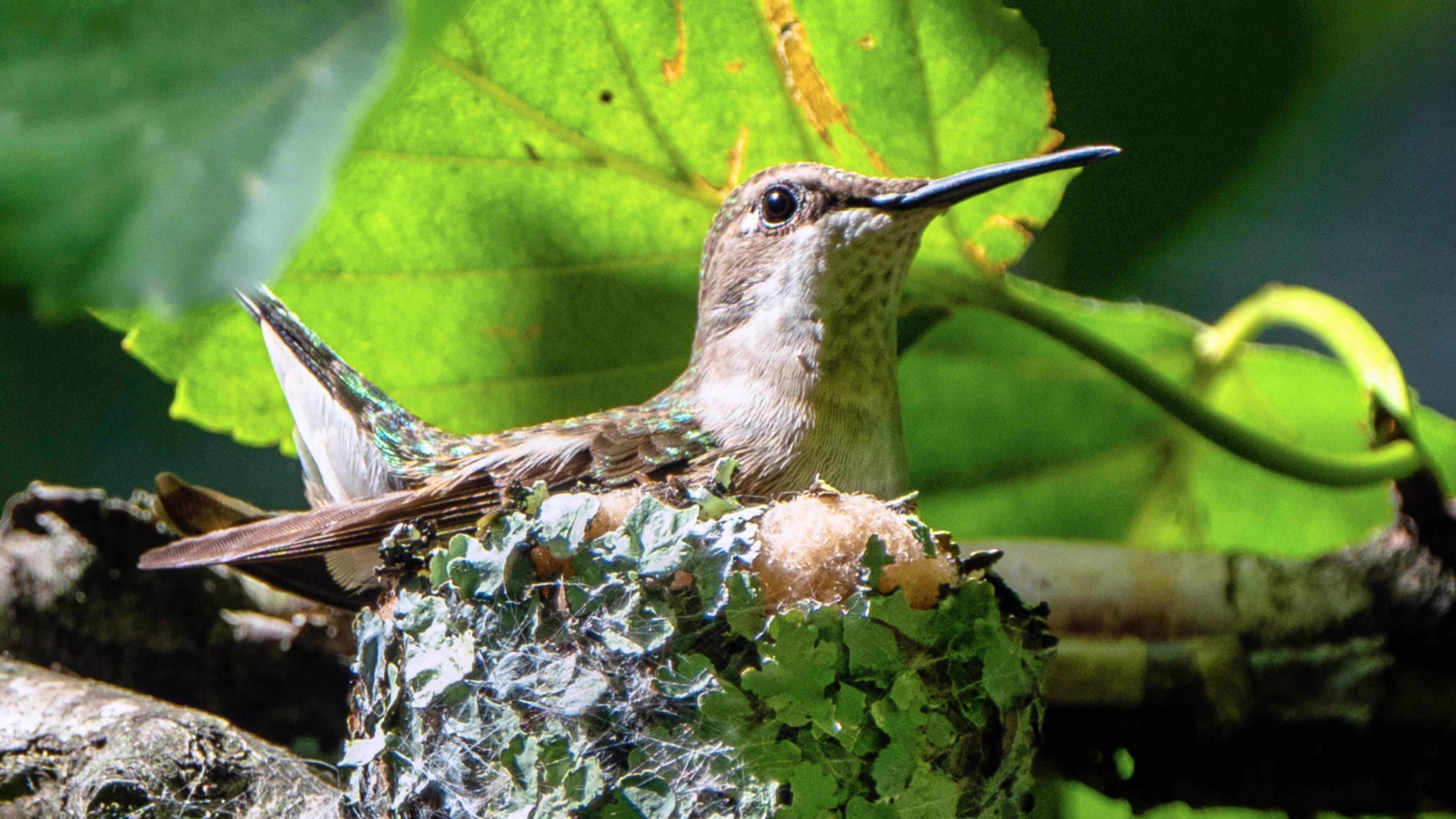 A female ruby-throated hummingbird is in the process of building a nest. She will lay two tiny eggs, incubate them and rear the hatchlings by herself — without any help from a male, which spends only a few minutes to impregnate her. (Courtesy of Lori Shaull/Creative Commons)
