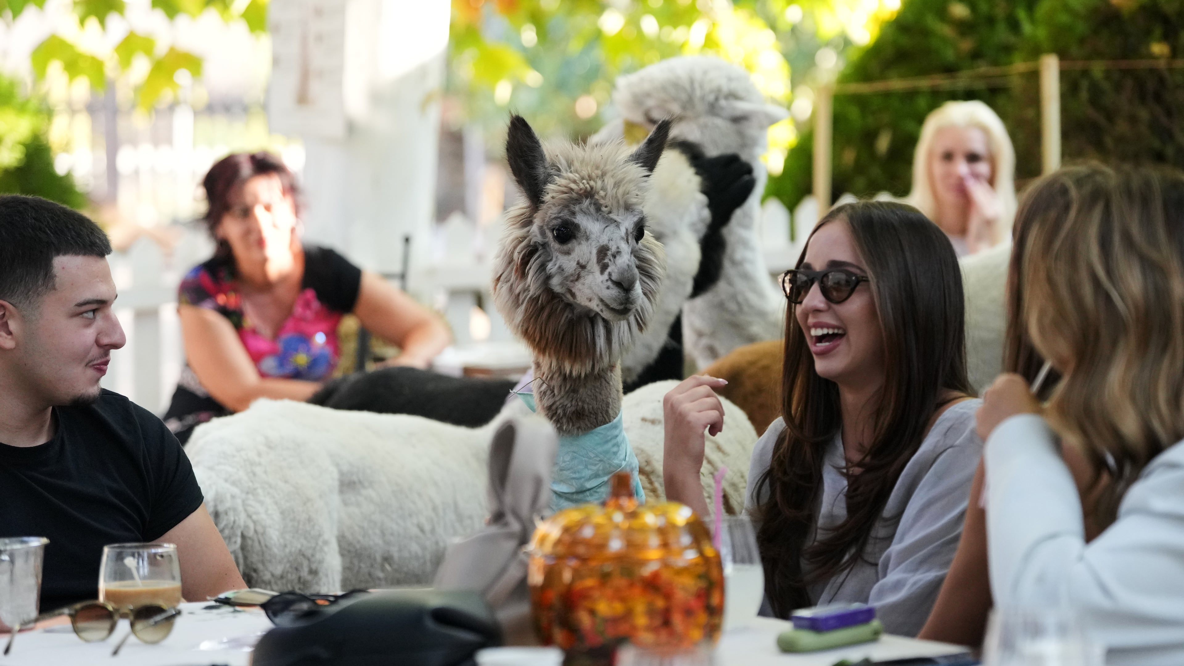 Six alpacas roam among the tables in the Alpaca Cafe happy to interact with the guests in the village of Stajicevo, 50 kilometers north of Belgrade, Serbia, Wednesday, Sept. 30, 2026. (AP Photo/Darko Vojinovic)