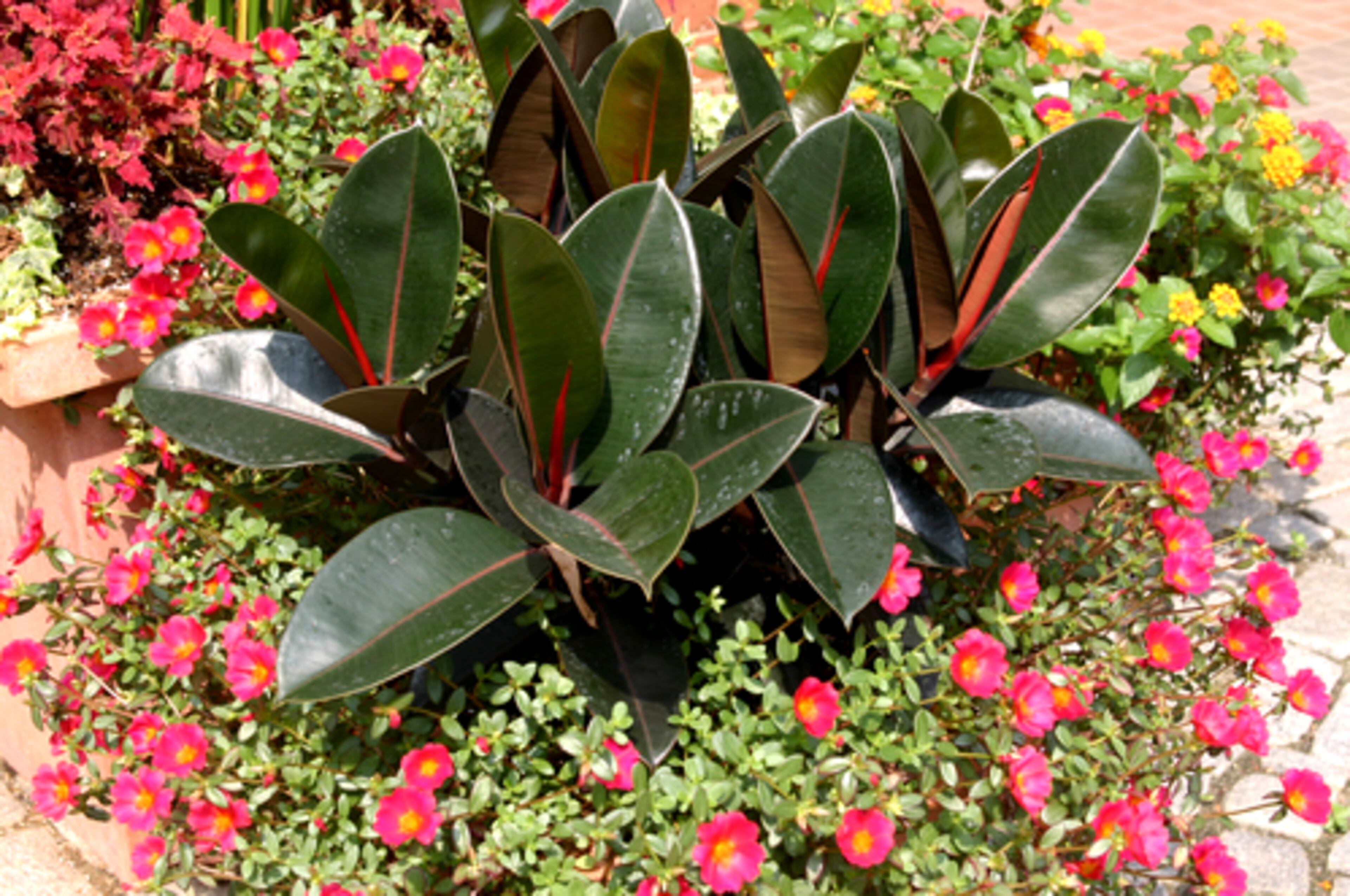 Ficus and 'Summer Joy Wine Red' Portulaca make another colorful combination for shady areas.