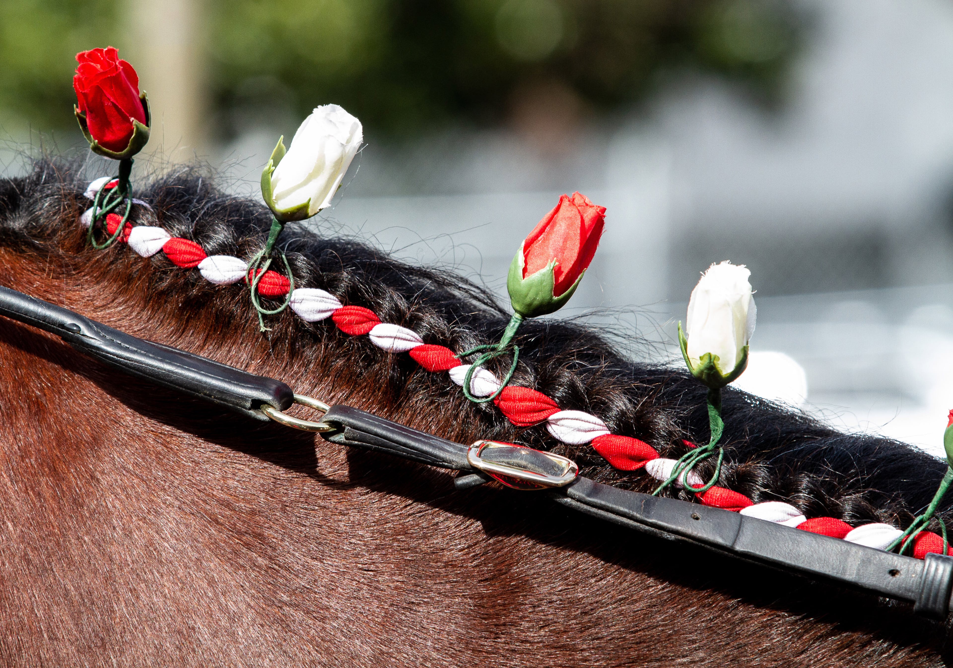 Flowers are tied into the Budweiser Clydesdale's mane on February 01, 2018. in Buckhead. STEVE SCHAEFER / SPECIAL TO THE AJC