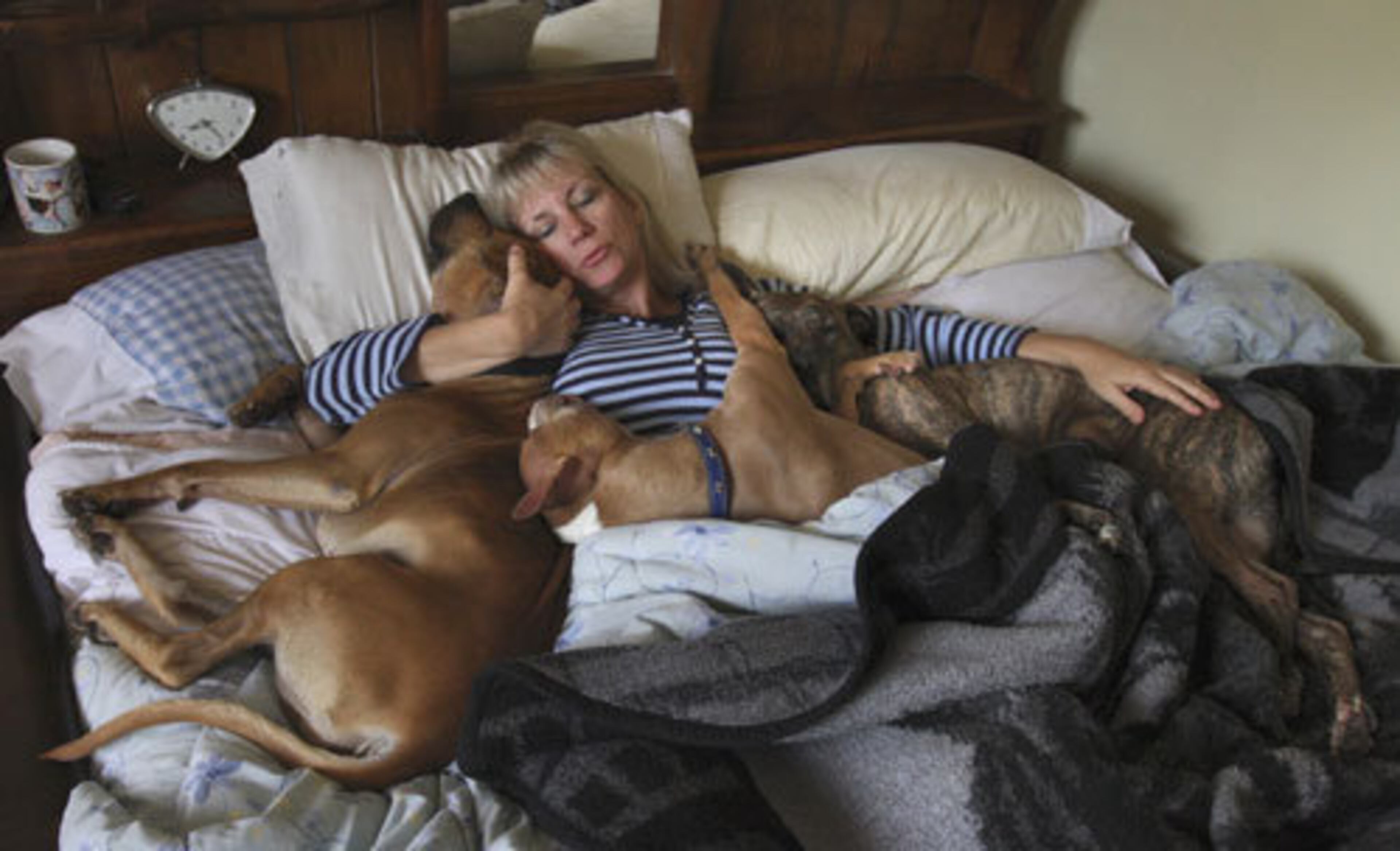 Living in foster care means that Leo, left, may one day get a forever home. Until then, he enjoys being fostered by Marthina McClay, founder of Our Pack, an Oakland, Calif.-based pit bull rescue organization. Leo also has friends in her pets, Hailey, right, and Dexter, in McClay's Los Gatos home.