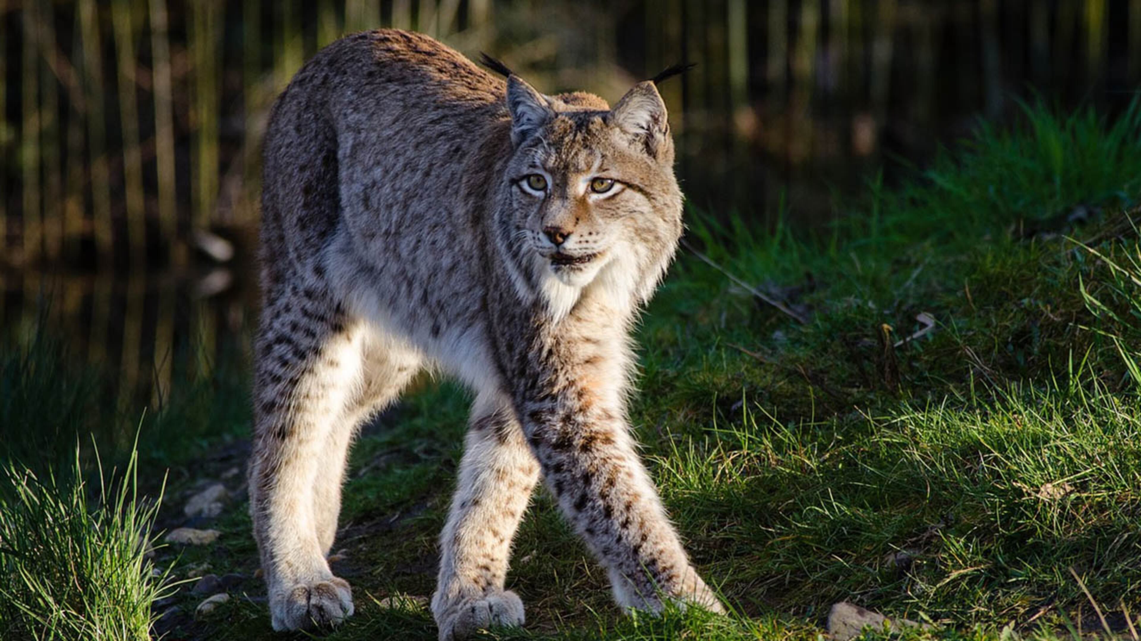 Florida woman tapes bobcat running across her screened-in pool trying to catch a squirrel.