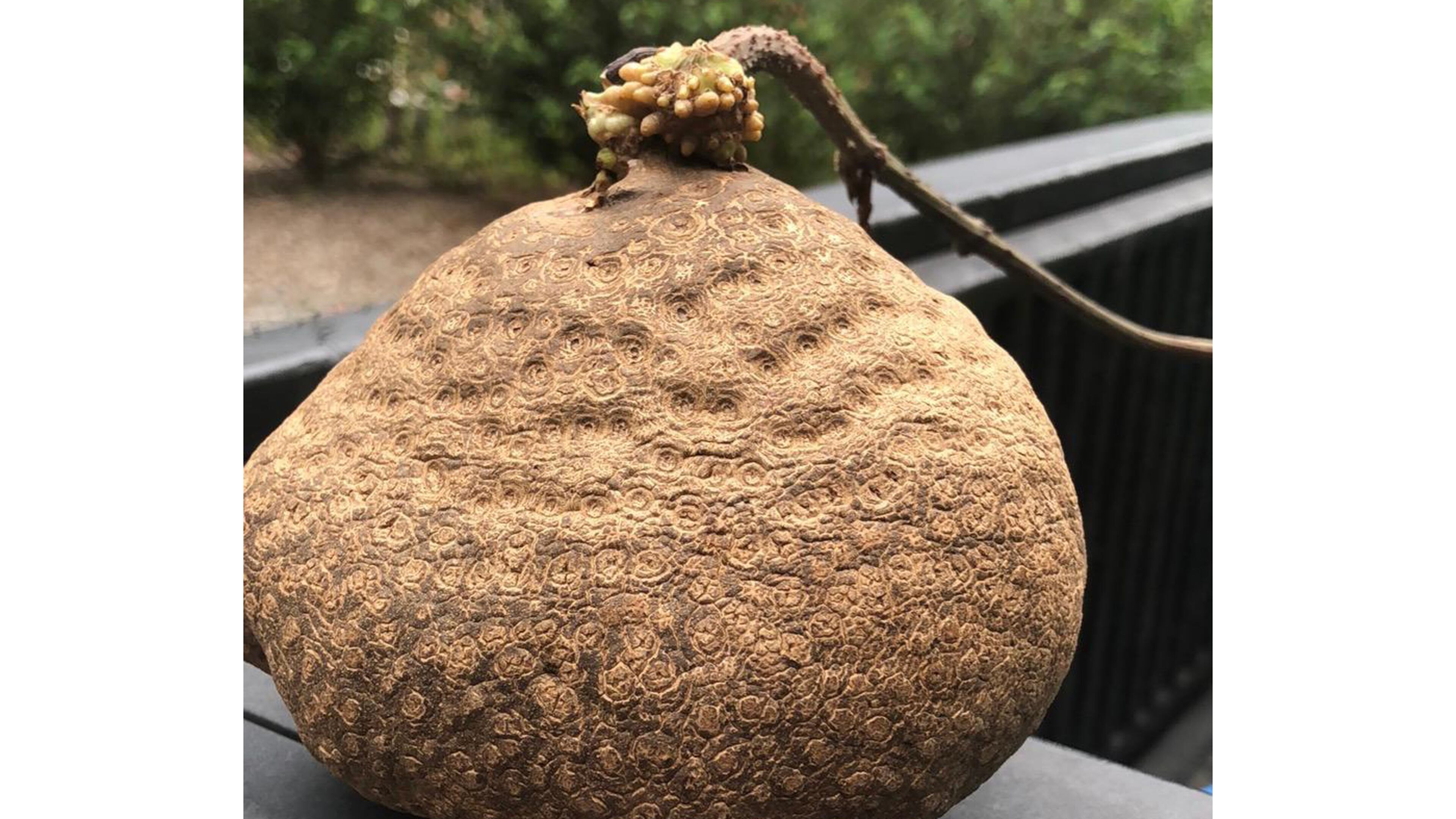 This "friendship potato" is not edible and grows into an invasive vine. (Courtesy of Beth Peck)