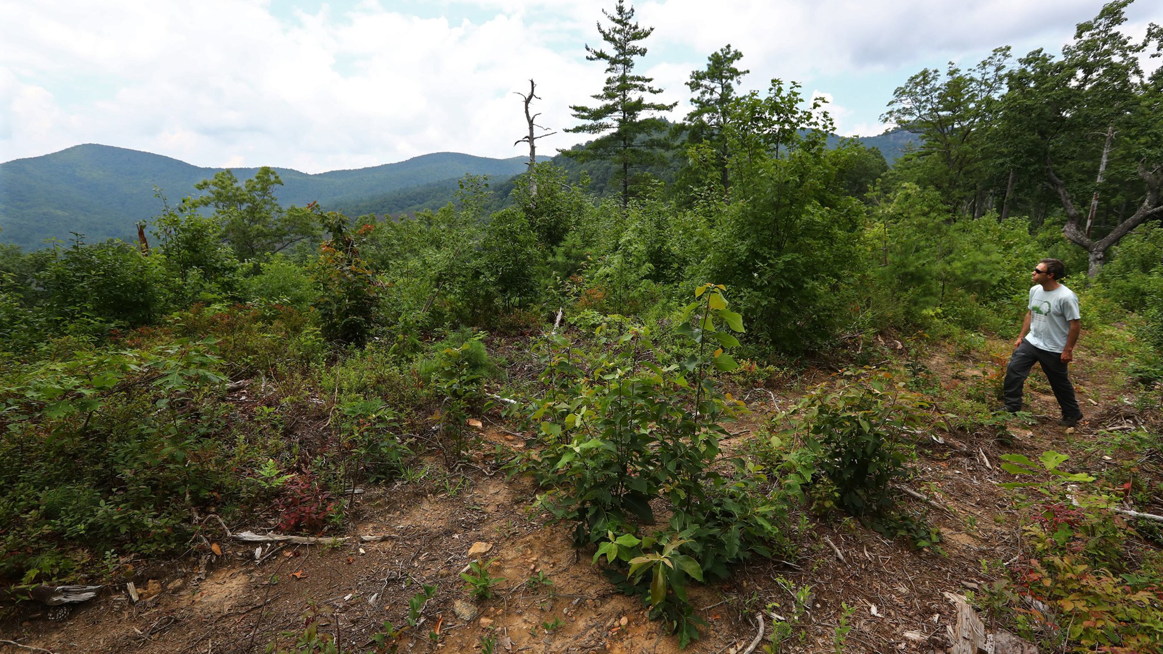 Jess Riddle, of Georgia ForestWatch, explores a partially timbered mountain ridge in the Warwoman Wildlife Management Area in Rabun County. CURTIS COMPTON / CCOMPTON@AJC.COM