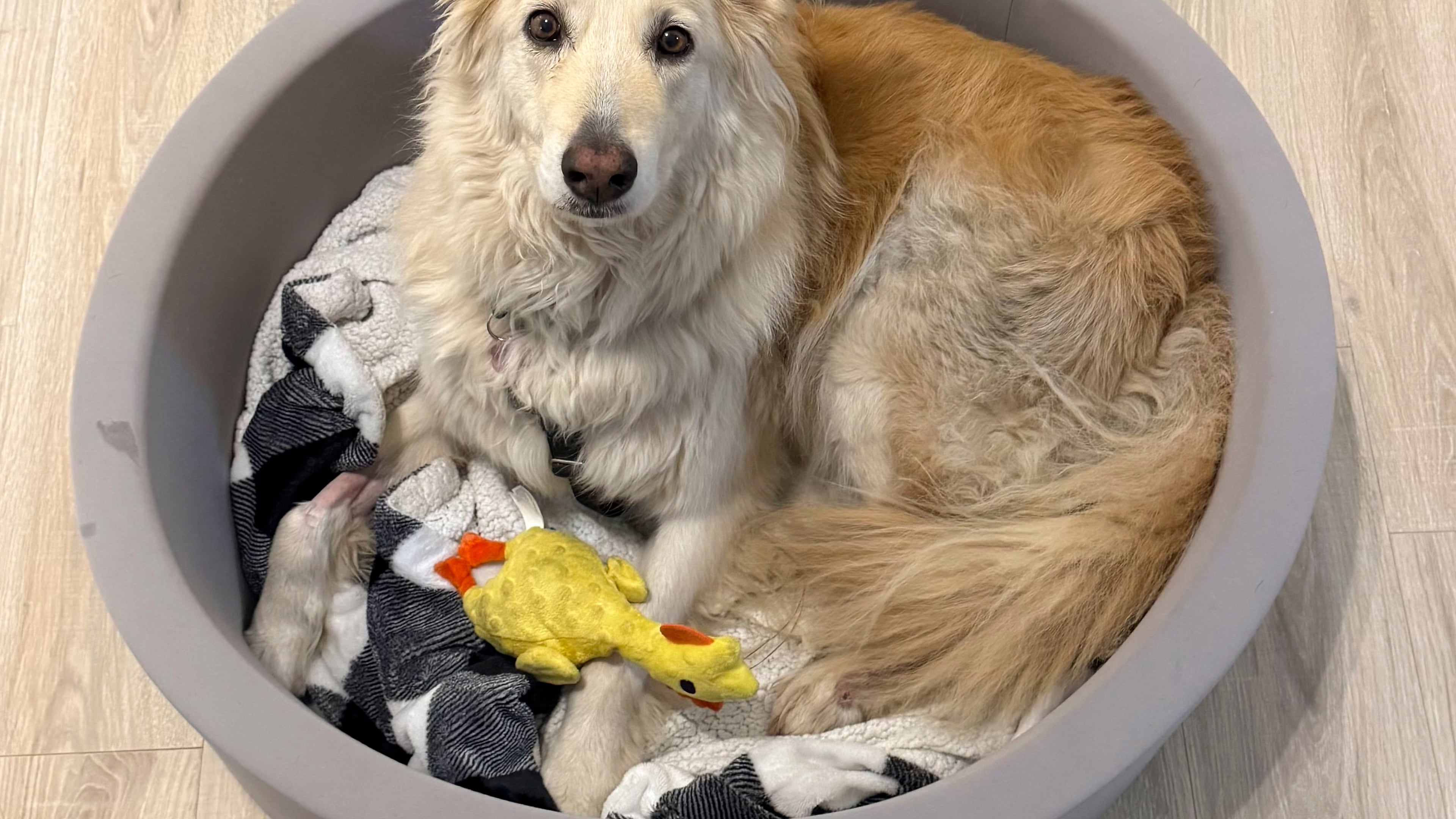 This photo shows Abbie, a 9-year-old golden retriever mix, Monday, Jan. 5, 2026, in West Columbia, S.C. (Katy Cowan/Final Victory Animal Rescue via AP)