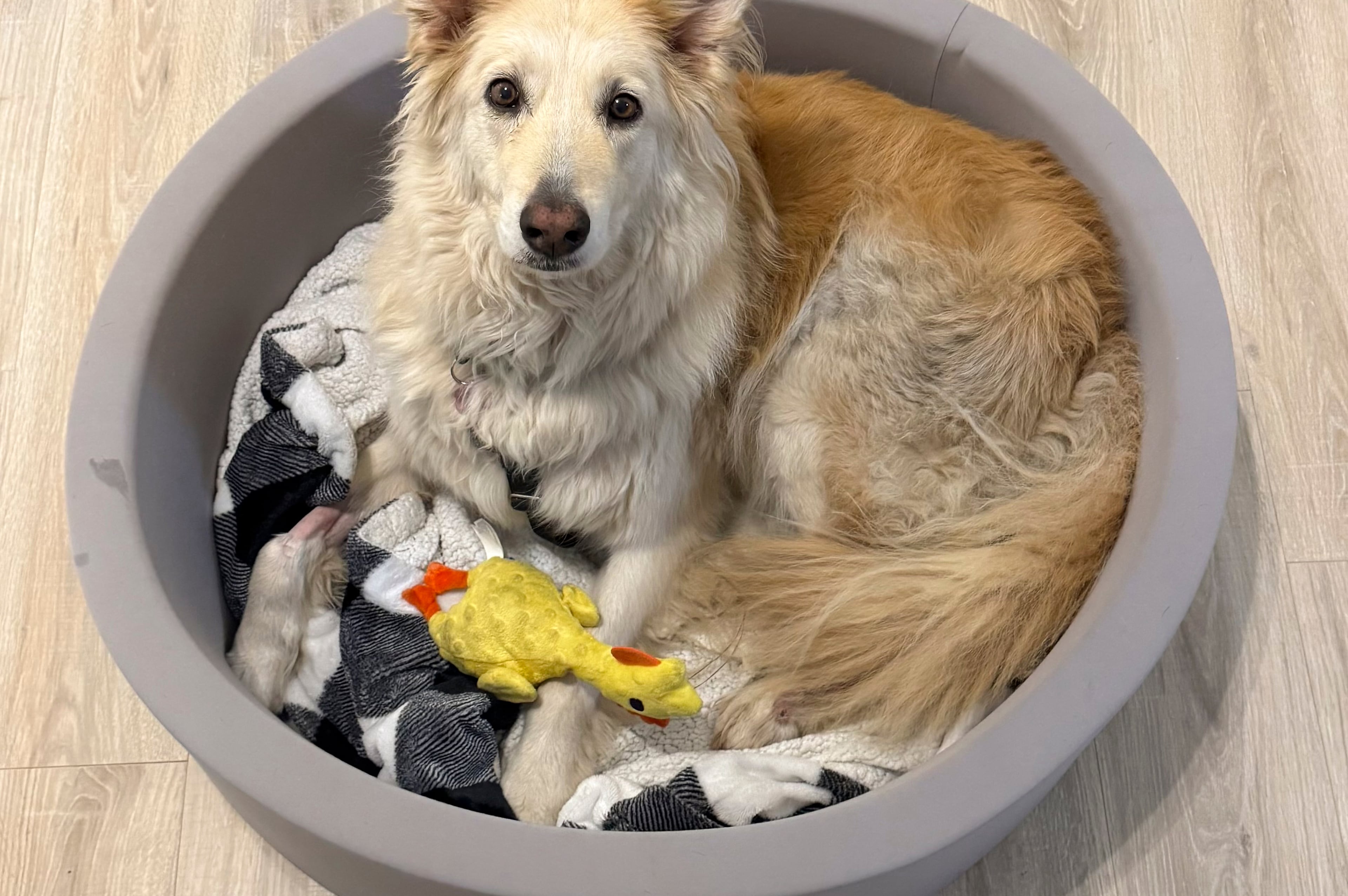 Escaped Dog-Drone Rescue