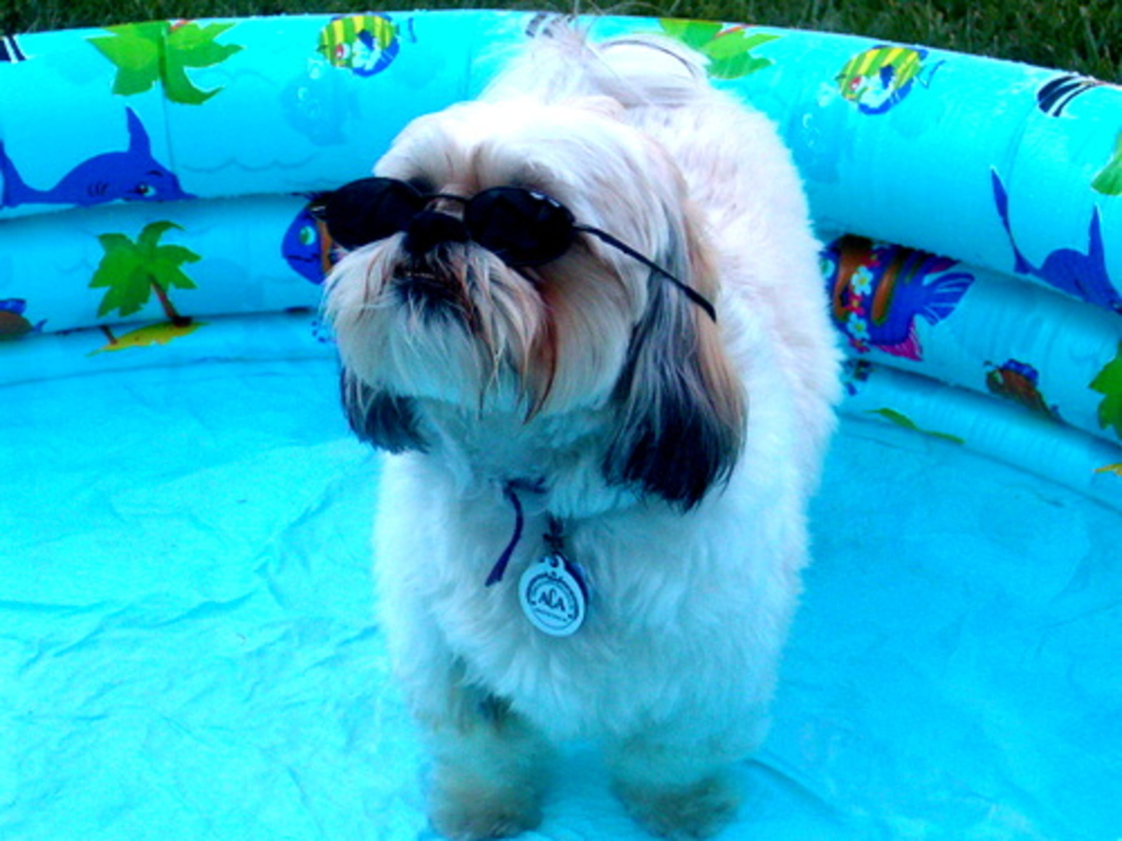 Boo Boo, a 3-year-old male, loves long car rides, cheeseburgers and pepperoni Slim Jims. Ladies, come join him for a dip in the puppy pool!