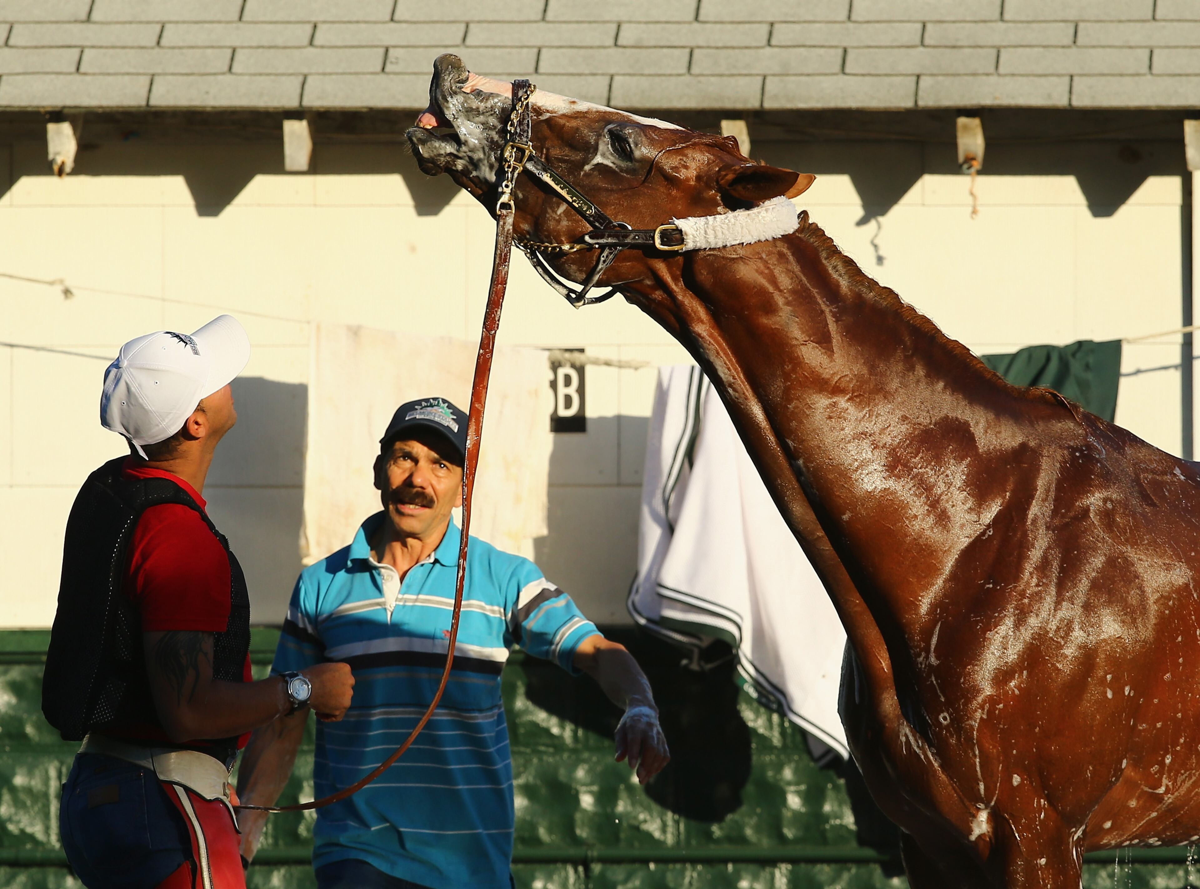 ELMONT, NY - JUNE 02: Kentucky Derby and Preakness winner California Chrome, with exercise rider Willie Delgado after jogging on the main track at Belmont Park on June 2, 2014 in Elmont, New York. He is scheduled to race for the Triple Crown in the 146th running of the Belmont Stakes (Photo by Al Bello/Getty Images)