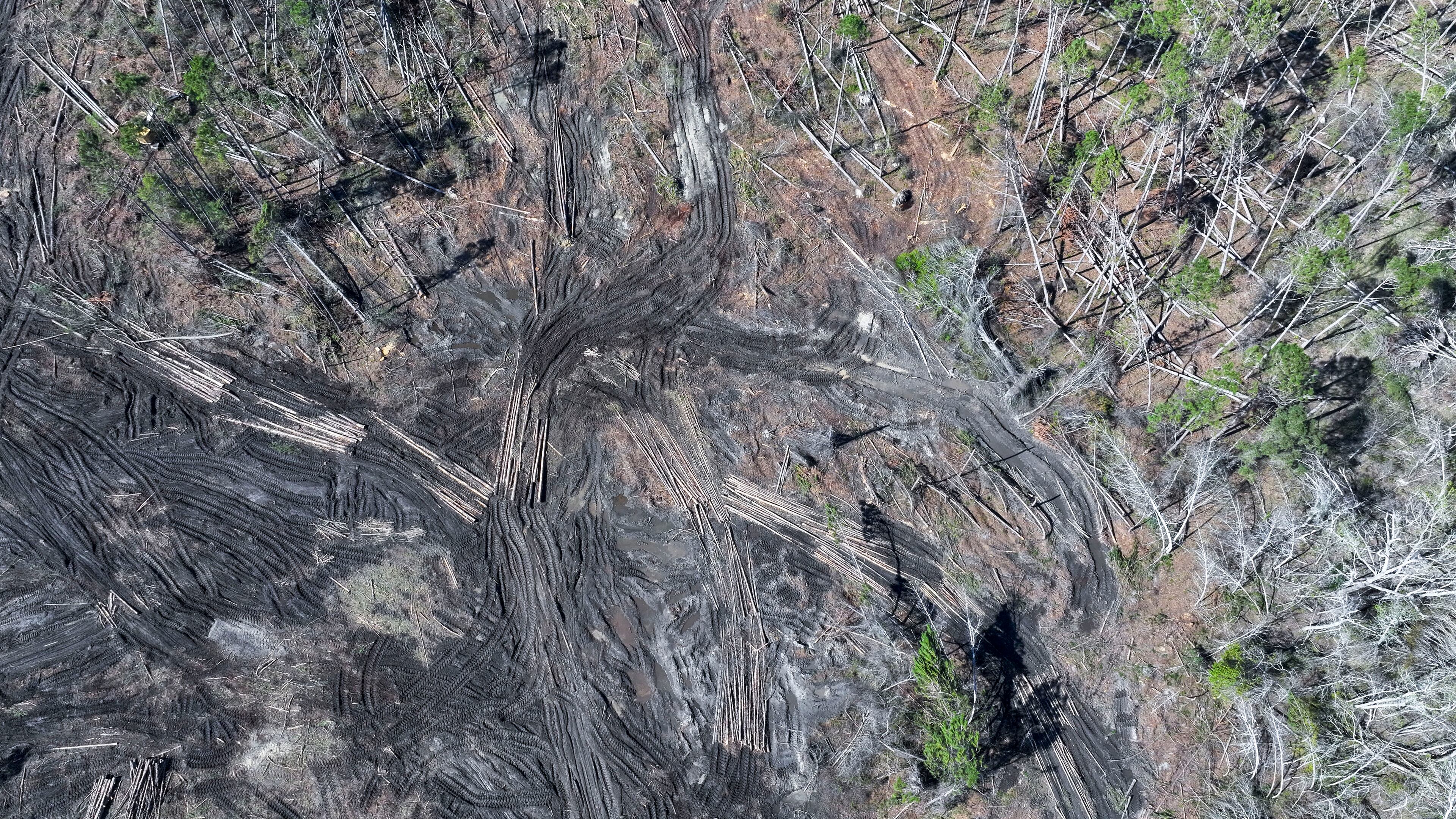 In this aerial image, numerous damaged trees have been removed from land co-owned by Lana and Jake Hilderbrand in Jeff Davis County. Six months after Hurricane Helene affected approximately 60% of their property, efforts have been made to salvage and sell some of the fallen trees as part of the recovery process following the disaster.
(Miguel Martinez/ AJC)