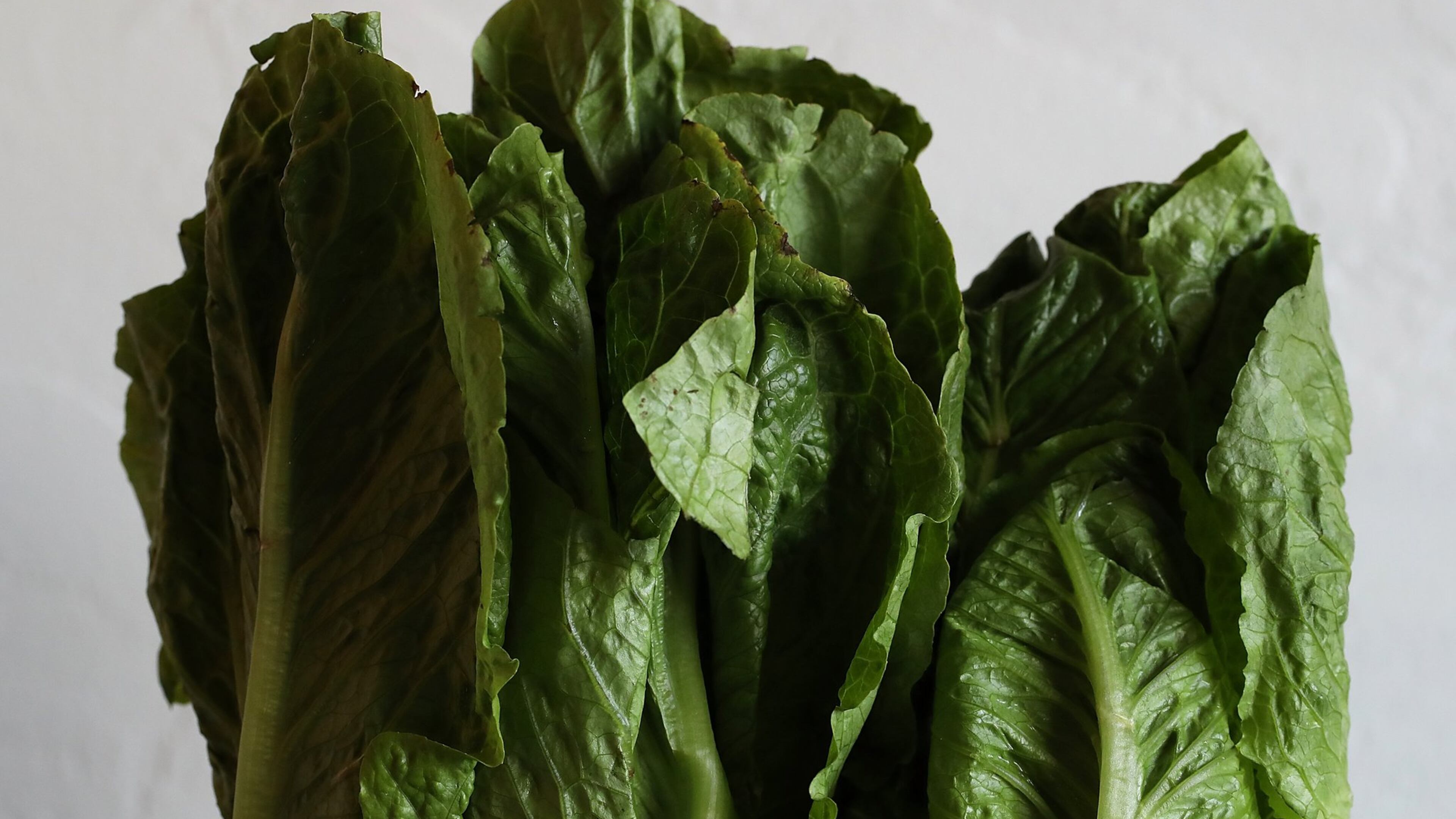 The growing season has ended in the Yuma, Ariz., area where romaine lettuce with E. coli was grown. Fresh romaine from there would be past its shelf life, so the U.S. Centers for Disease Control and Prevention has dropped its warning. (Photo by Justin Sullivan/Getty Images)